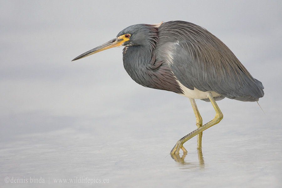 Canon EOS-1D Mark II N + Canon EF 500mm F4L IS USM sample photo. Tricolored heron photography