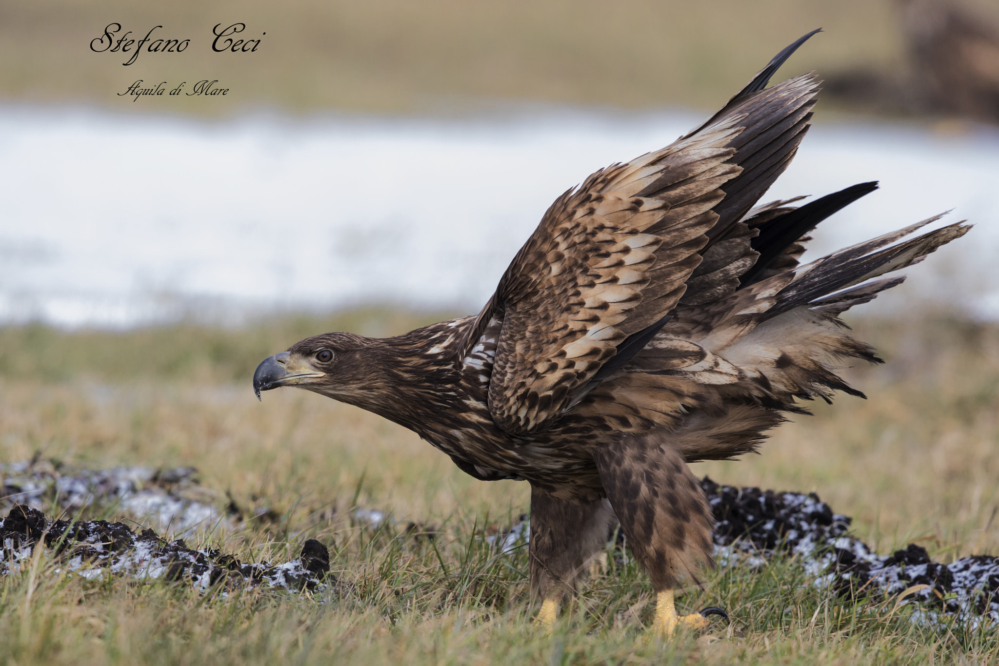 Canon EF 500mm F4L IS II USM sample photo. Call me eagle photography