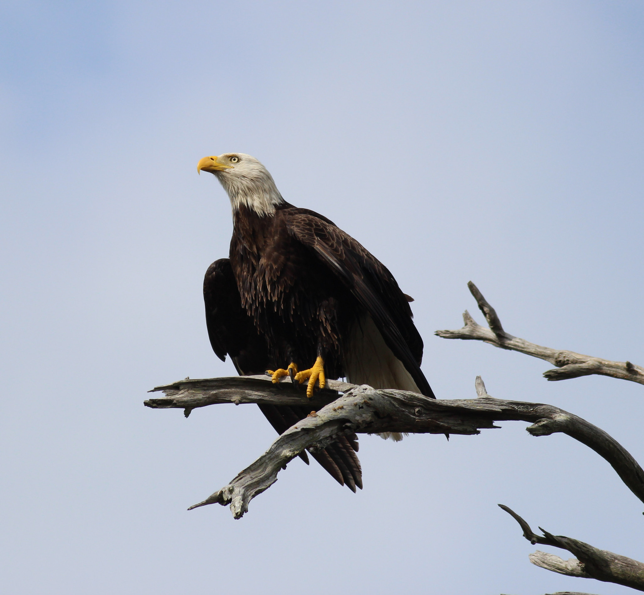 Canon EOS 600D (Rebel EOS T3i / EOS Kiss X5) + Canon EF 400mm F5.6L USM sample photo. Bald eagle anclote photography