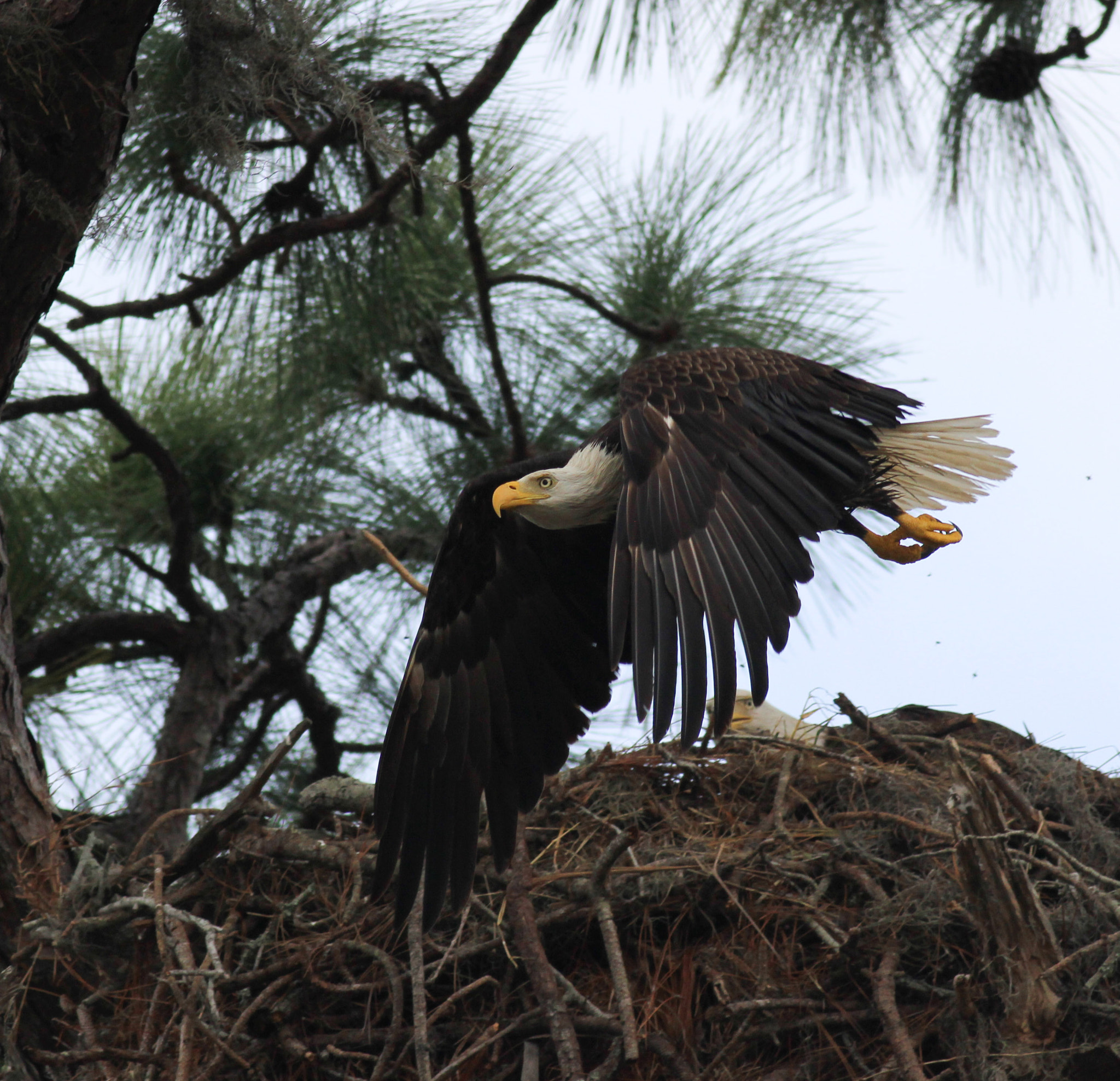 Canon EOS 600D (Rebel EOS T3i / EOS Kiss X5) + Canon EF 400mm F5.6L USM sample photo. Eagles nest photography