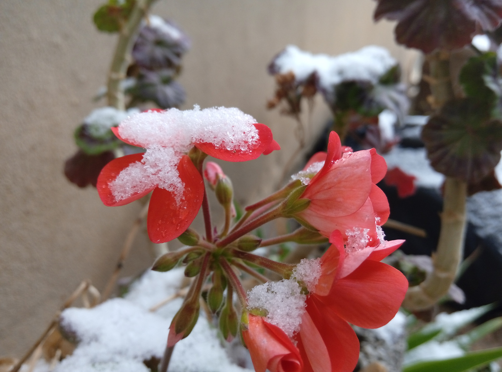 Meizu m2 sample photo. Nature photography