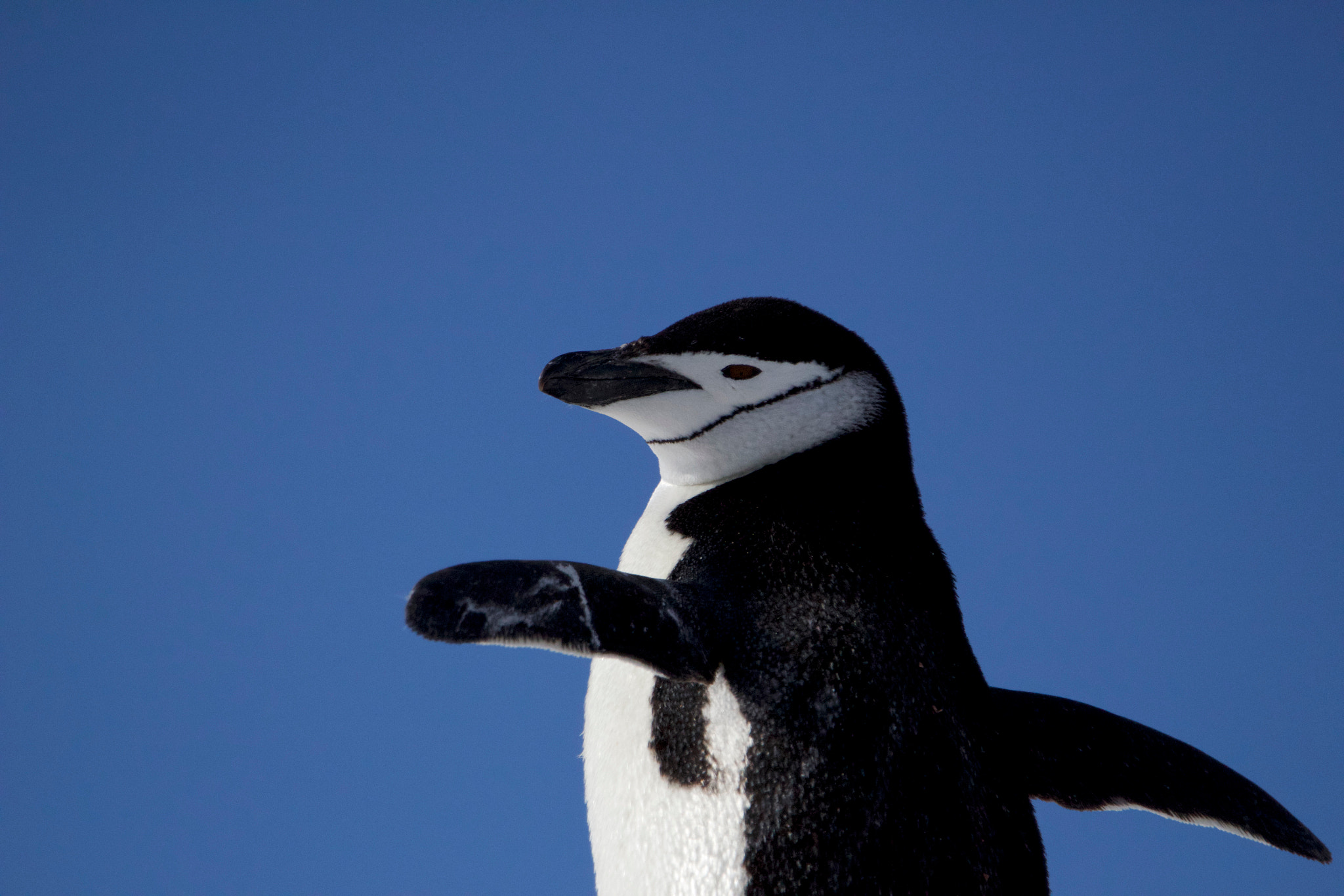 Tamron SP 150-600mm F5-6.3 Di VC USD sample photo. Chinstrap penguin photography