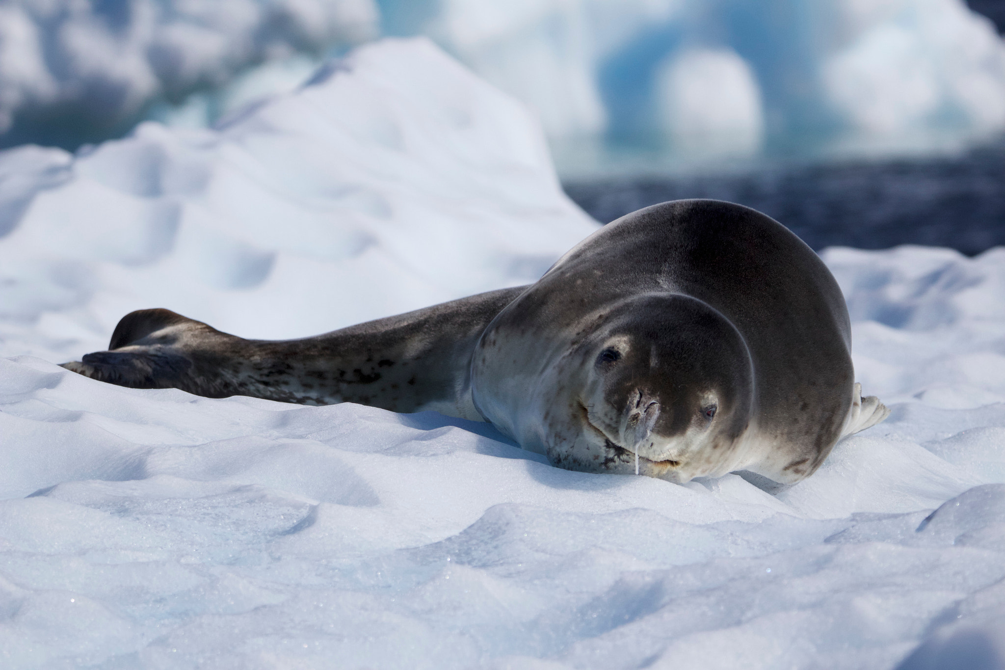 Tamron SP 150-600mm F5-6.3 Di VC USD sample photo. Leopard seal photography