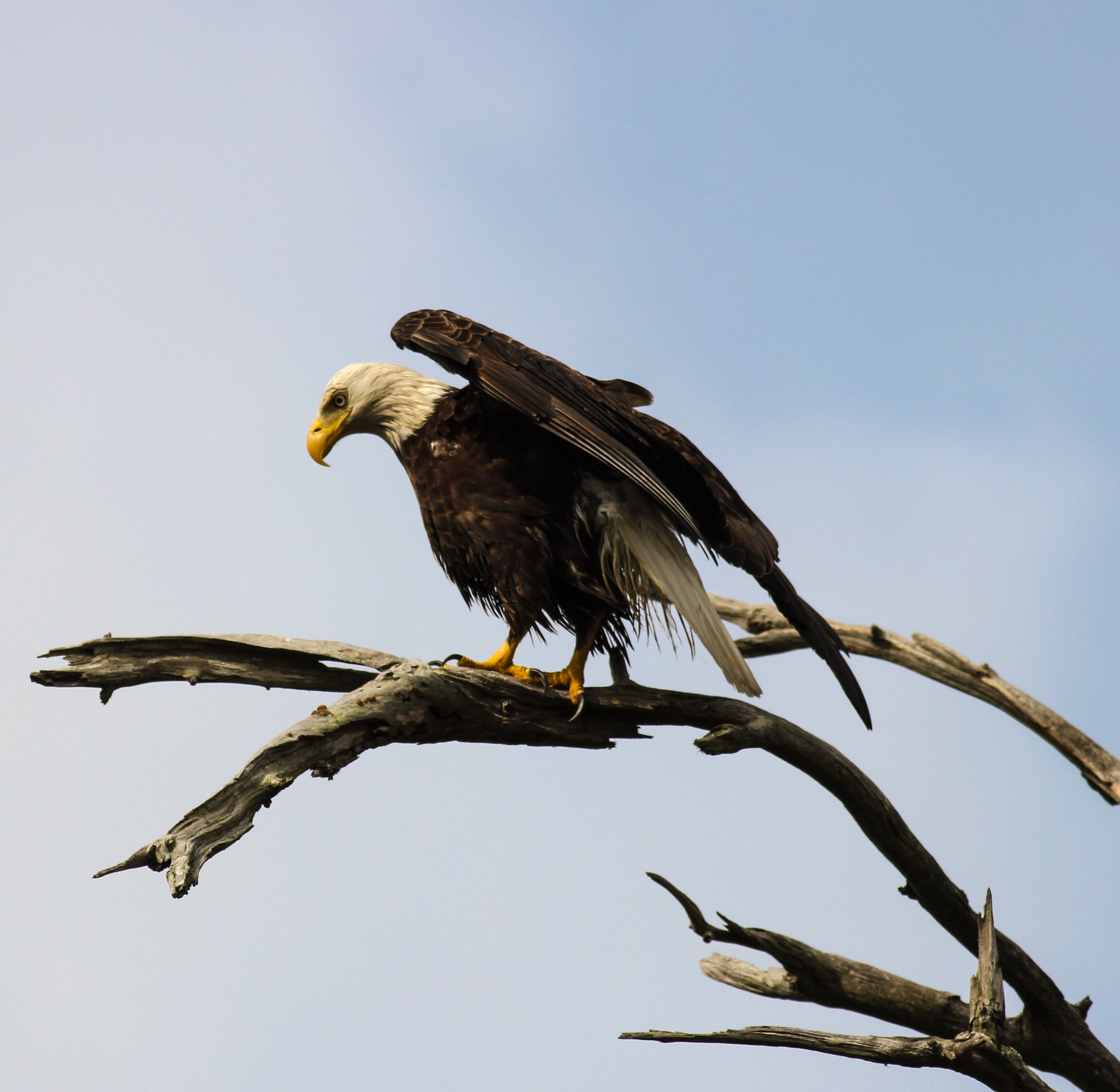 Canon EOS 600D (Rebel EOS T3i / EOS Kiss X5) + Canon EF 400mm F5.6L USM sample photo. Eagle photography