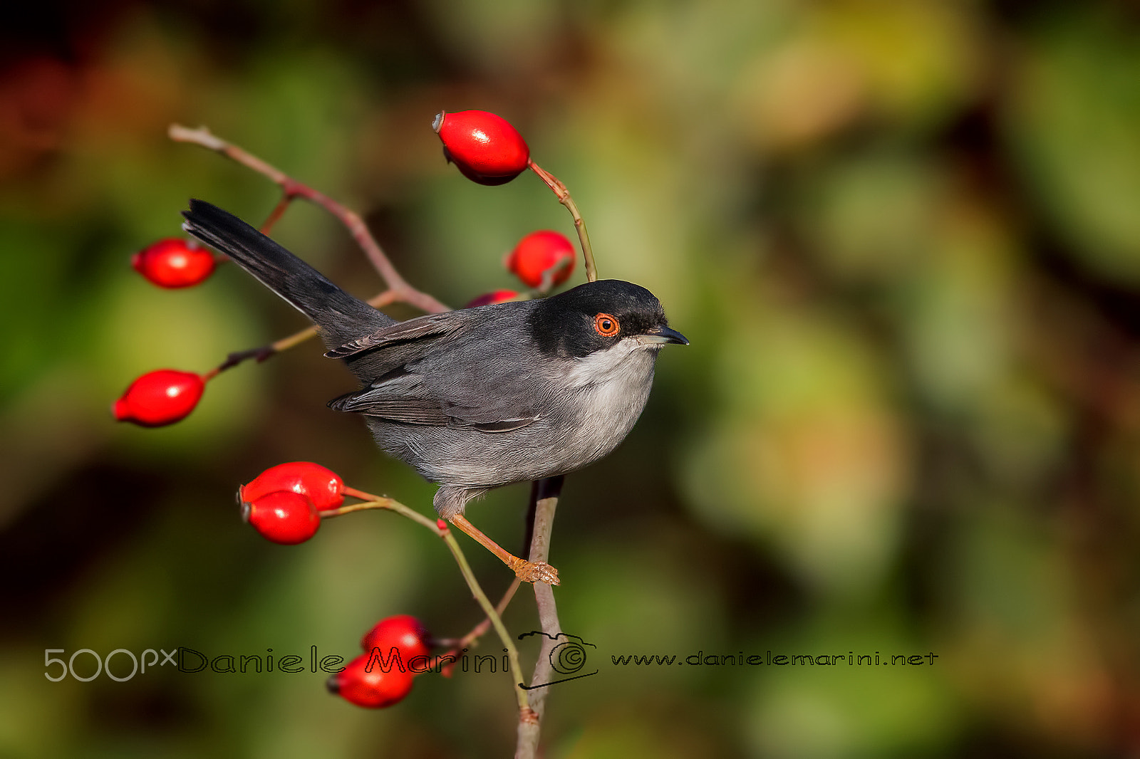 Canon EOS 5D Mark IV + Canon EF 600mm F4L IS USM sample photo. Sardinian warbler (sylvia melanocephala) occh photography