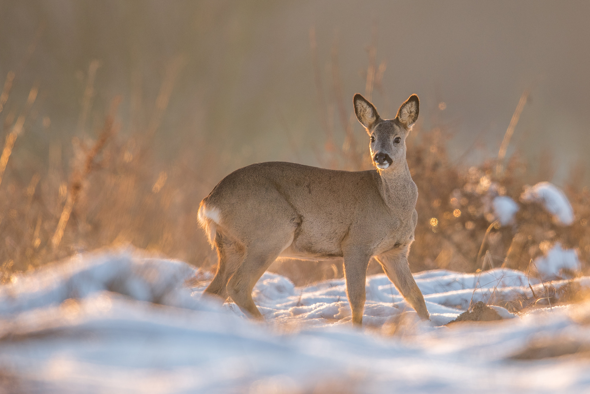 Nikon D810 + Nikon AF-S Nikkor 600mm F4G ED VR sample photo. Chevreuil sunset photography