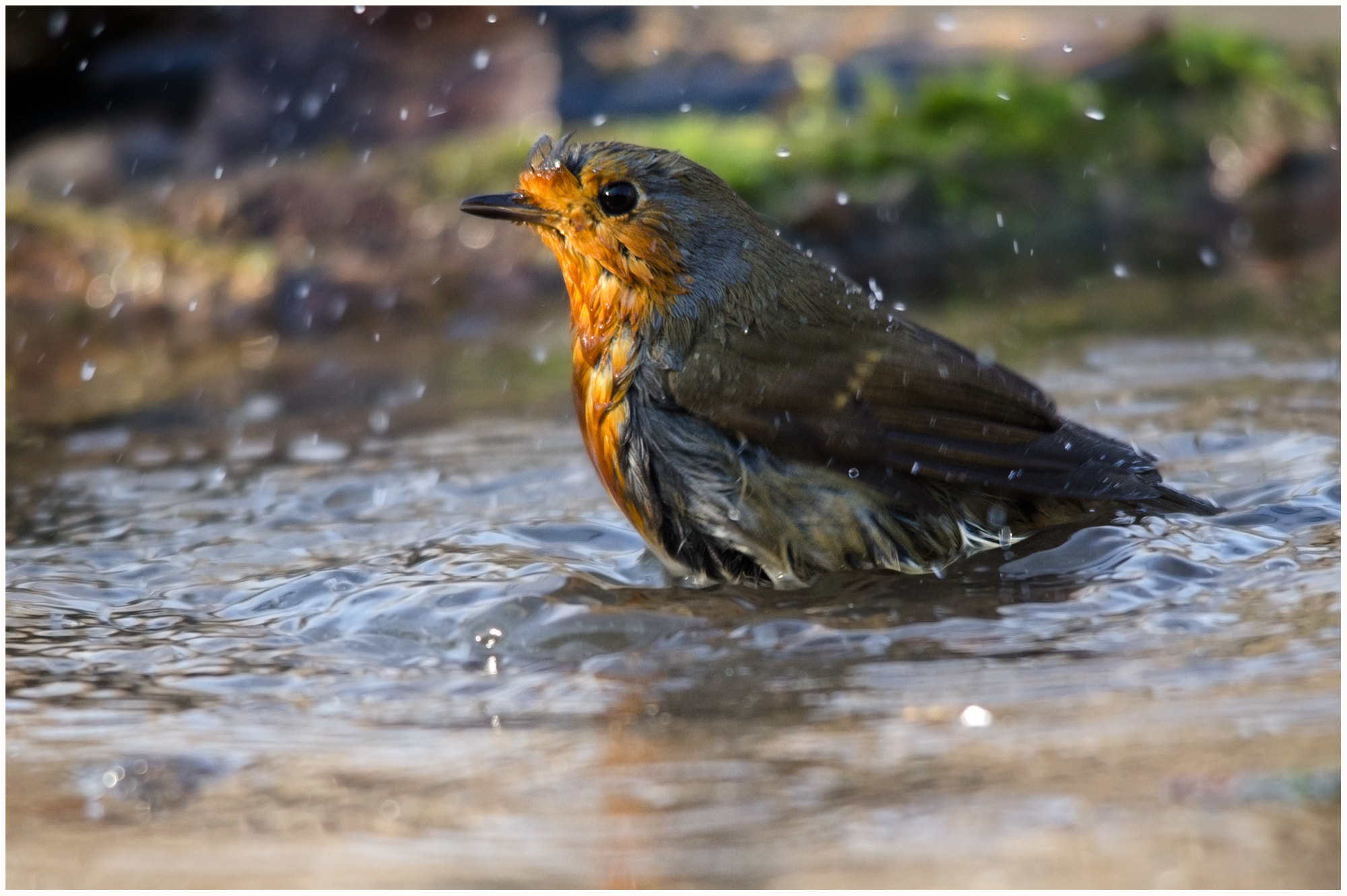 Sigma 150-500mm F5-6.3 DG OS HSM sample photo. Washing.... photography