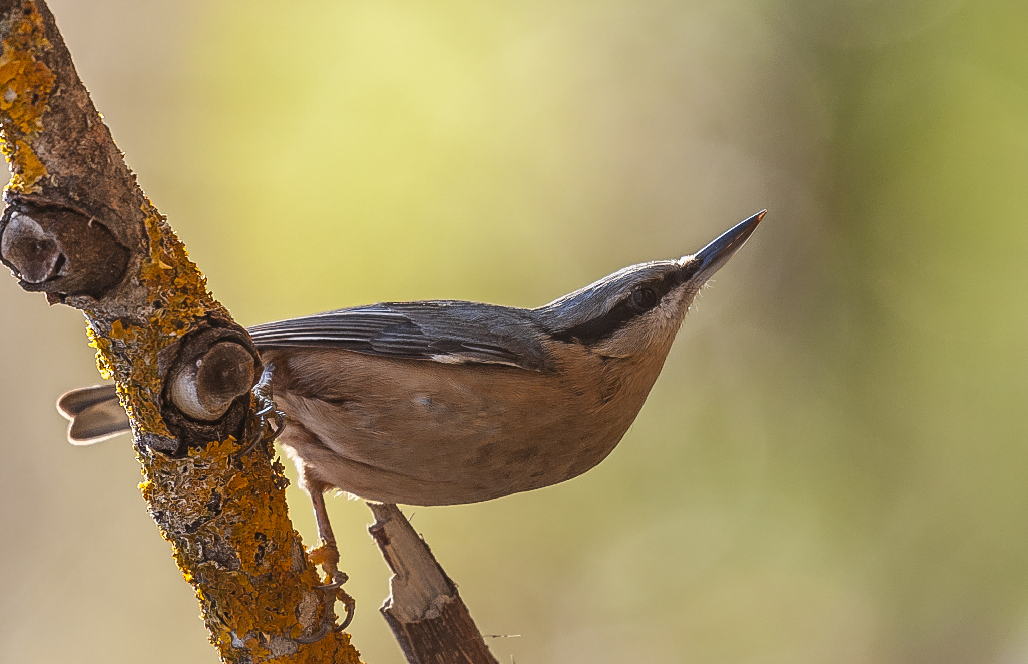 Nikon D3 + Sigma 50-500mm F4.5-6.3 DG OS HSM sample photo. Trepador photography