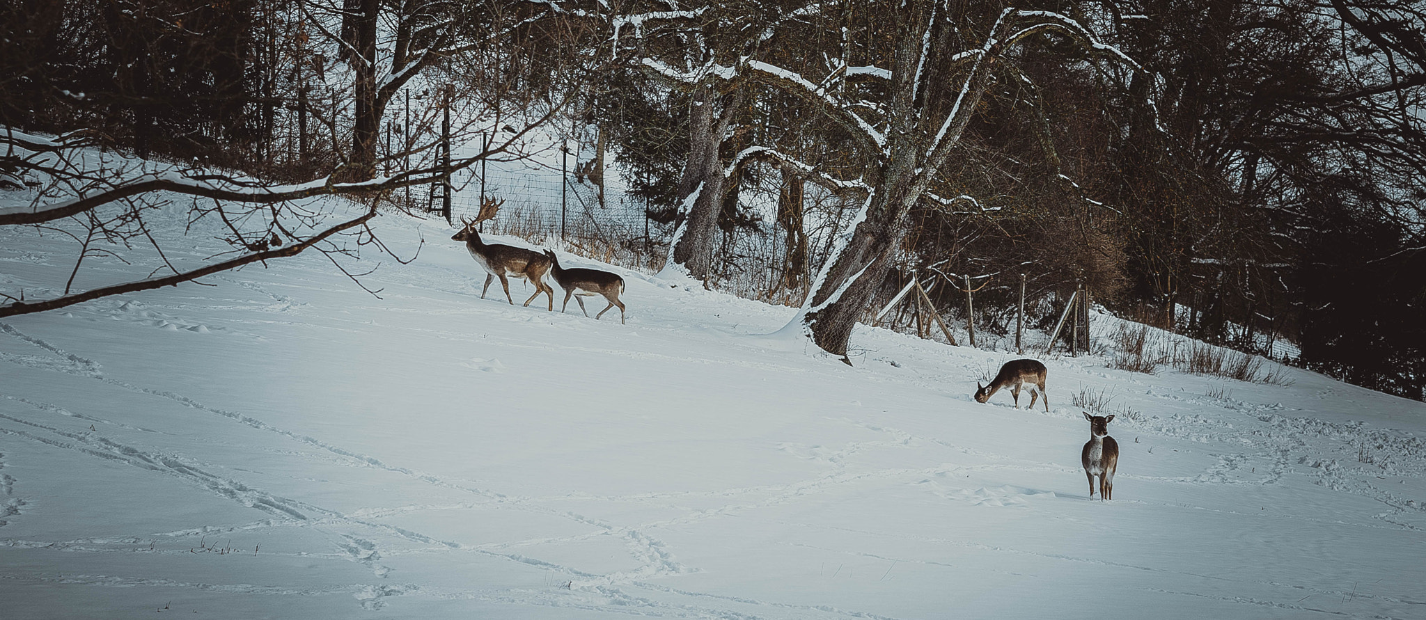 Sony a7 II sample photo. Kışta geyikler photography