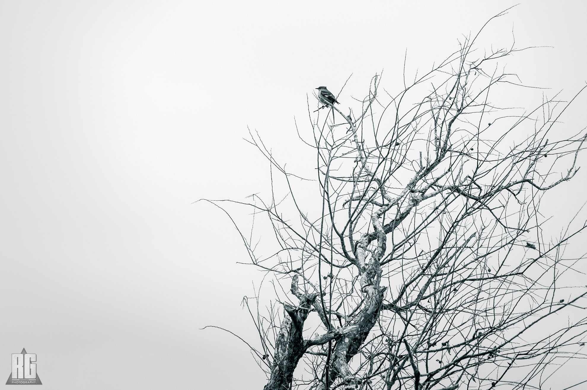 Nikon D3200 sample photo. One thoughtful bird photography