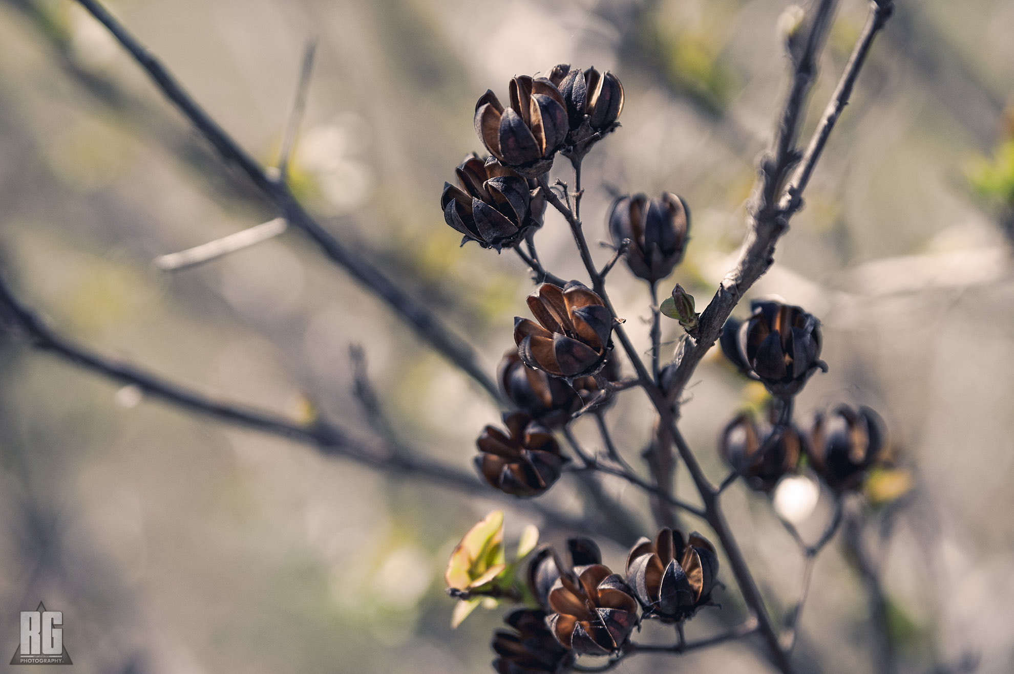 Nikon D3200 sample photo. Beauty among the withered photography