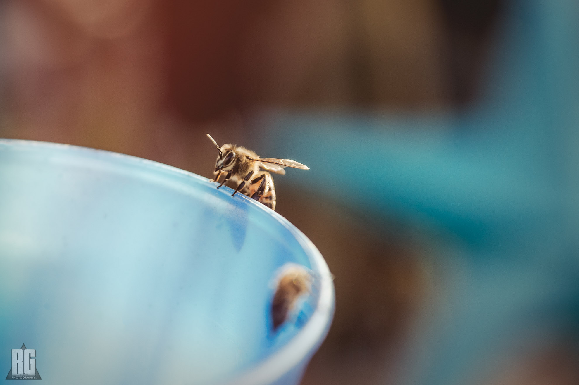 Nikon D3200 sample photo. What are we meant to bee? photography