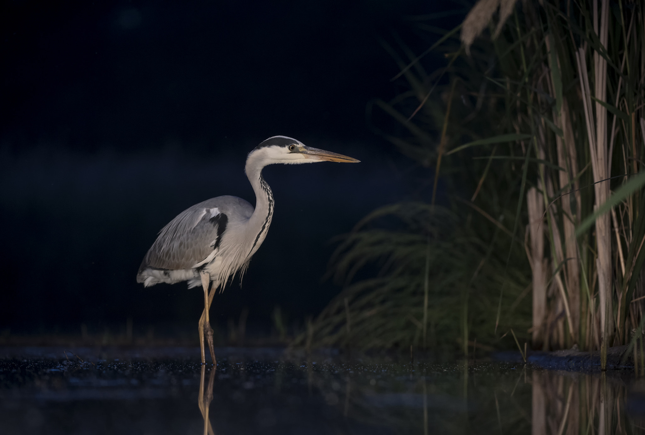 Nikon D5 sample photo. (night..) grey heron photography