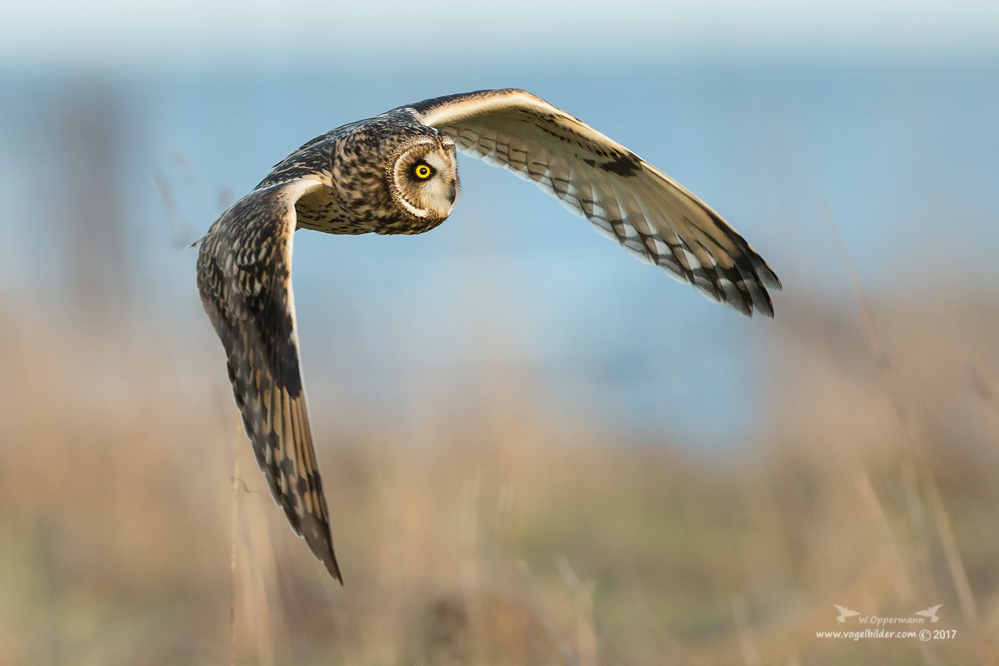 Canon EF 600mm F4L IS II USM sample photo. Sumpfohreule / short eared owl  photography