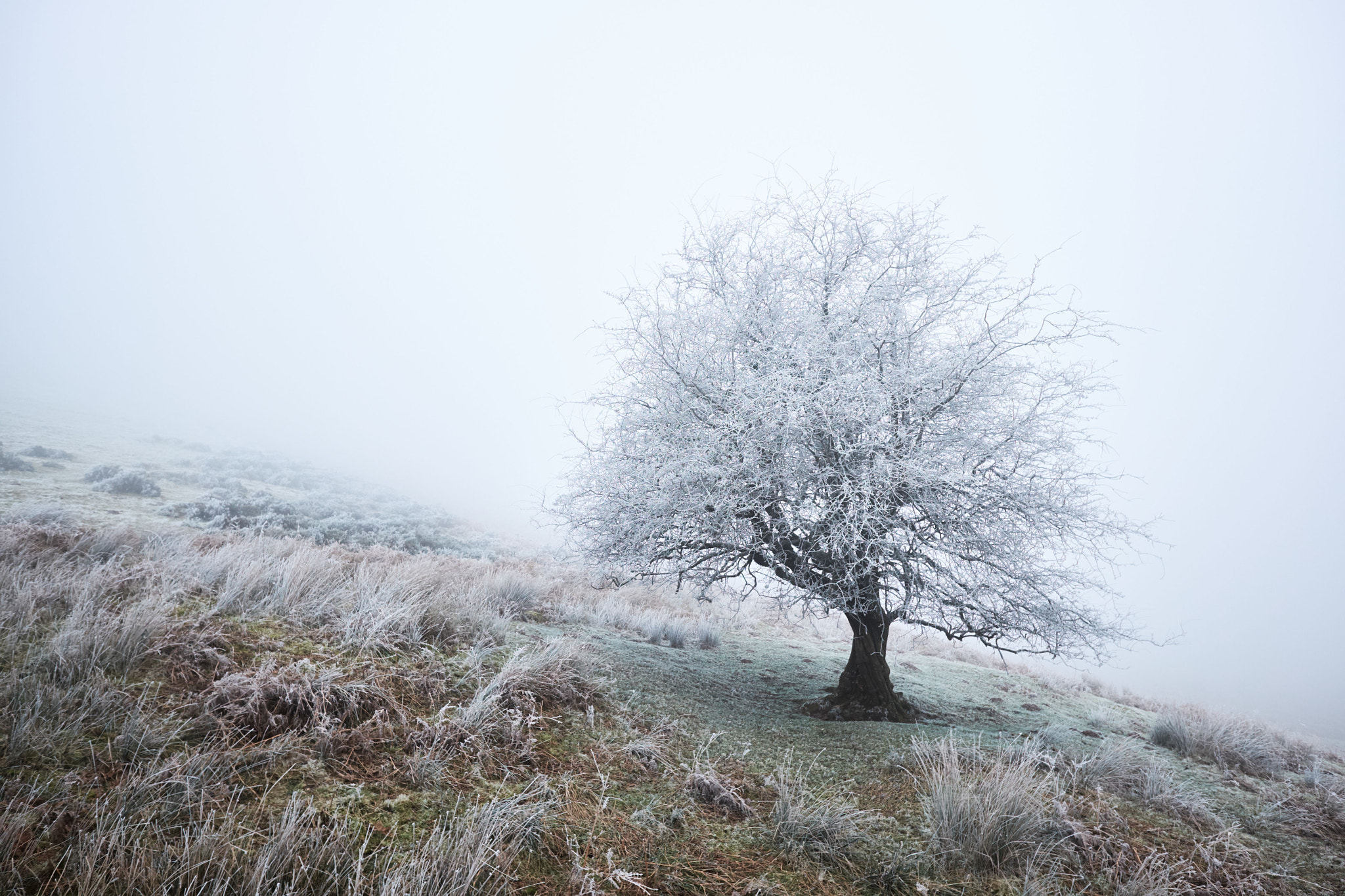 Fujifilm X-T10 + Fujifilm XF 14mm F2.8 R sample photo. A frosty day.. photography