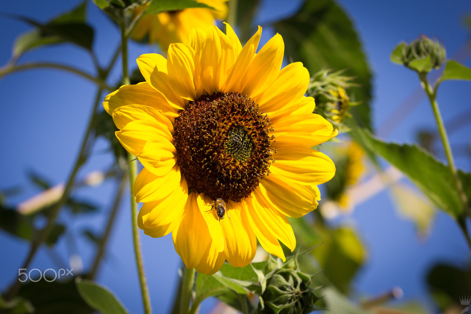 Sigma 105mm F2.8 EX DG OS HSM sample photo. Sunflower photography