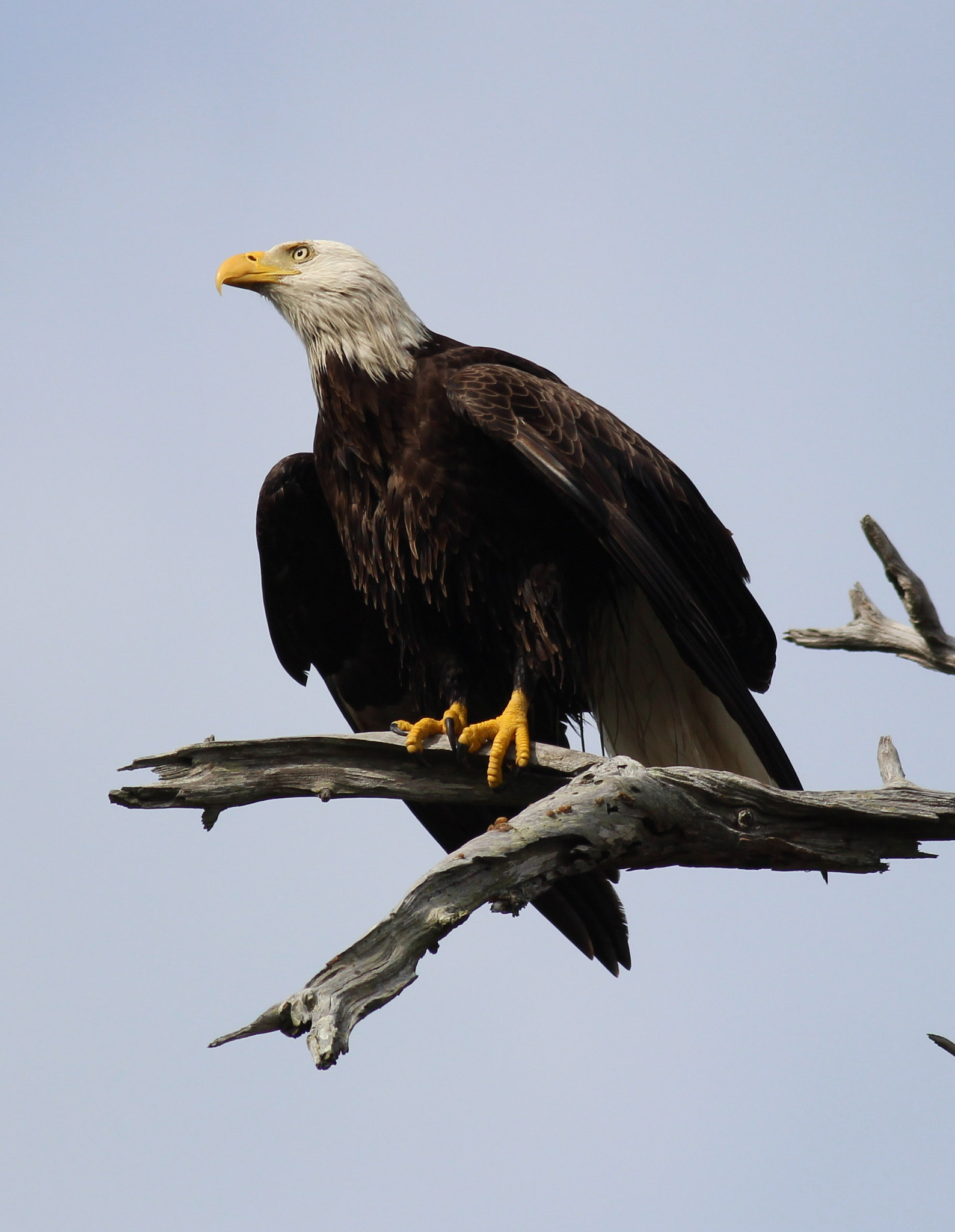 Canon EOS 600D (Rebel EOS T3i / EOS Kiss X5) + Canon EF 400mm F5.6L USM sample photo. Bals eagle usa photography