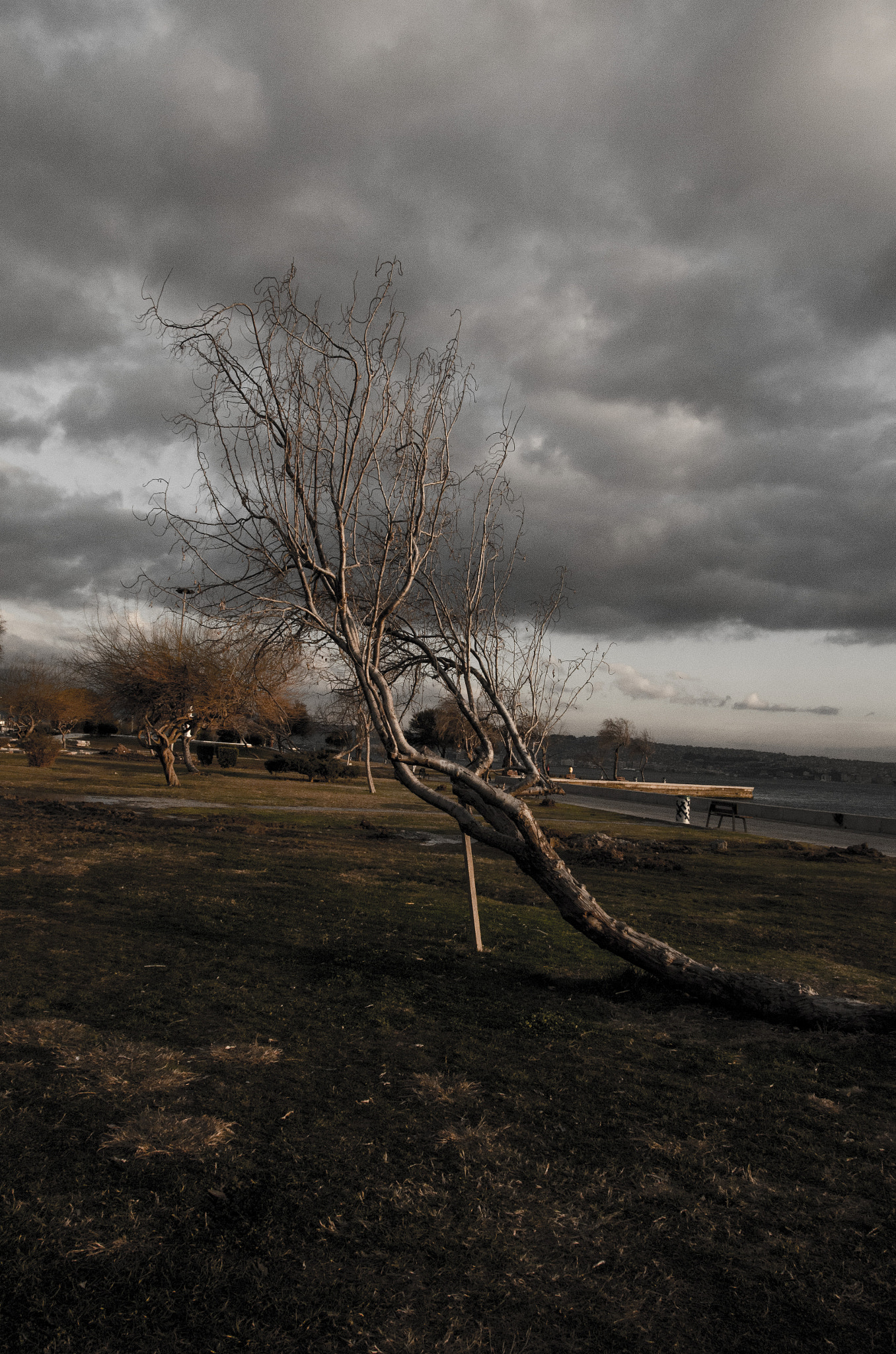 Nikon D5100 + Sigma 17-70mm F2.8-4 DC Macro OS HSM sample photo. The tree could not stand without support photography