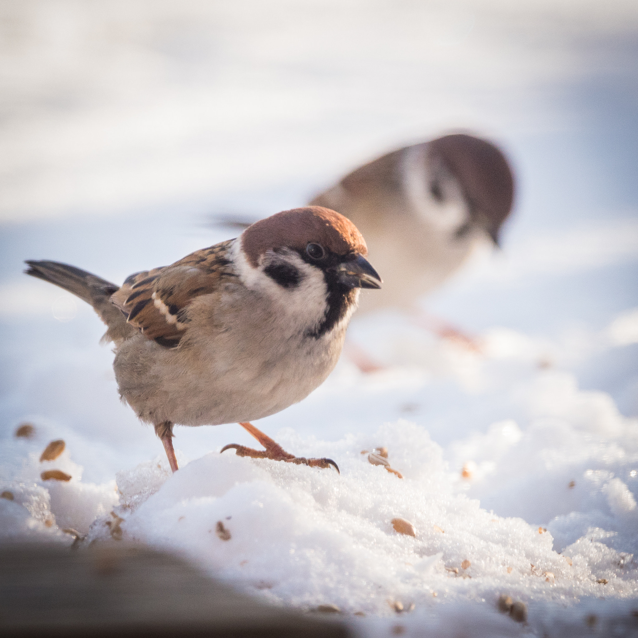 Sony ILCA-77M2 + Sony 70-400mm F4-5.6 G SSM sample photo. The king photography