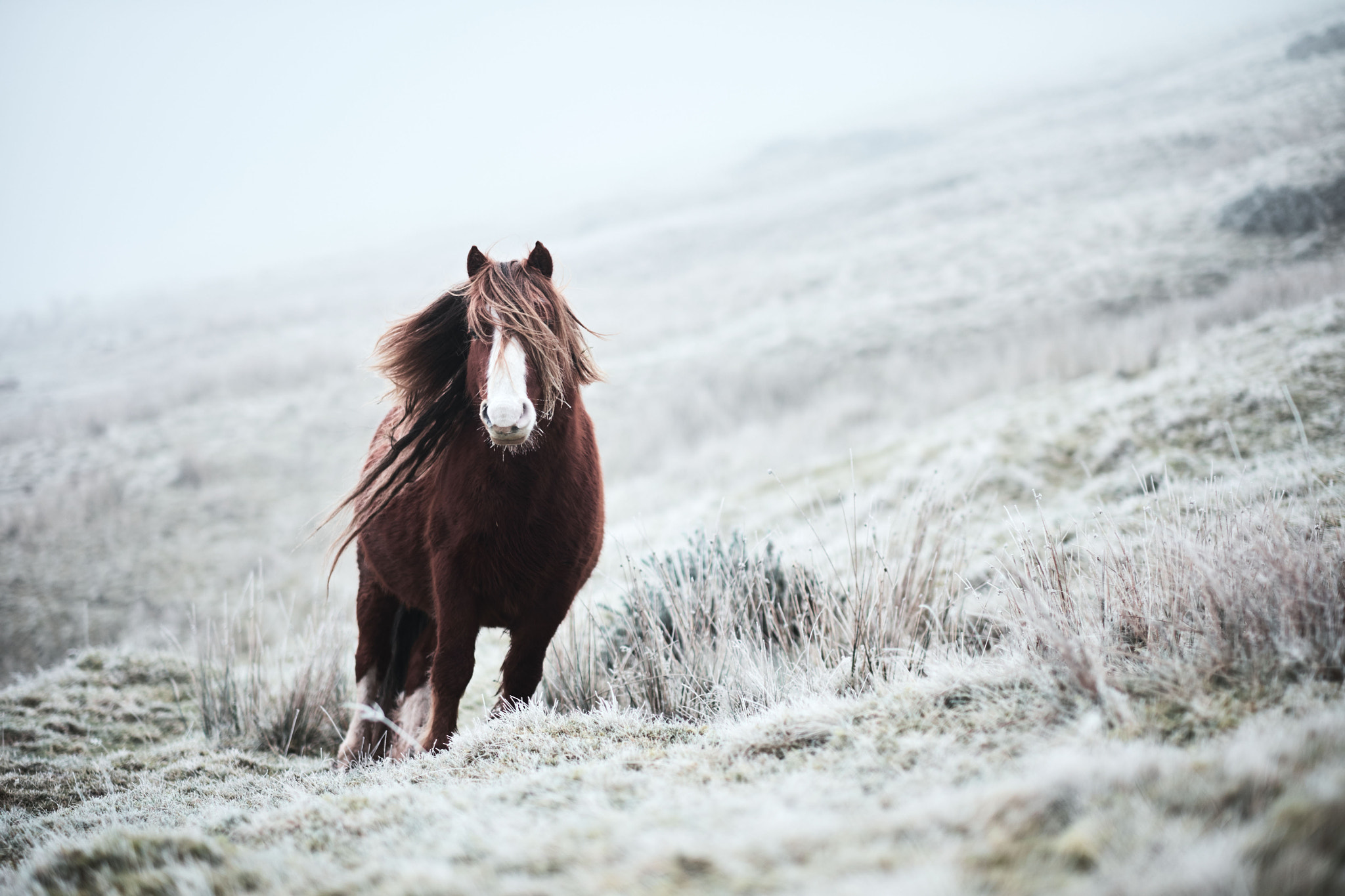 Fujifilm XF 56mm F1.2 R sample photo. Wild horse in a frosty day photography