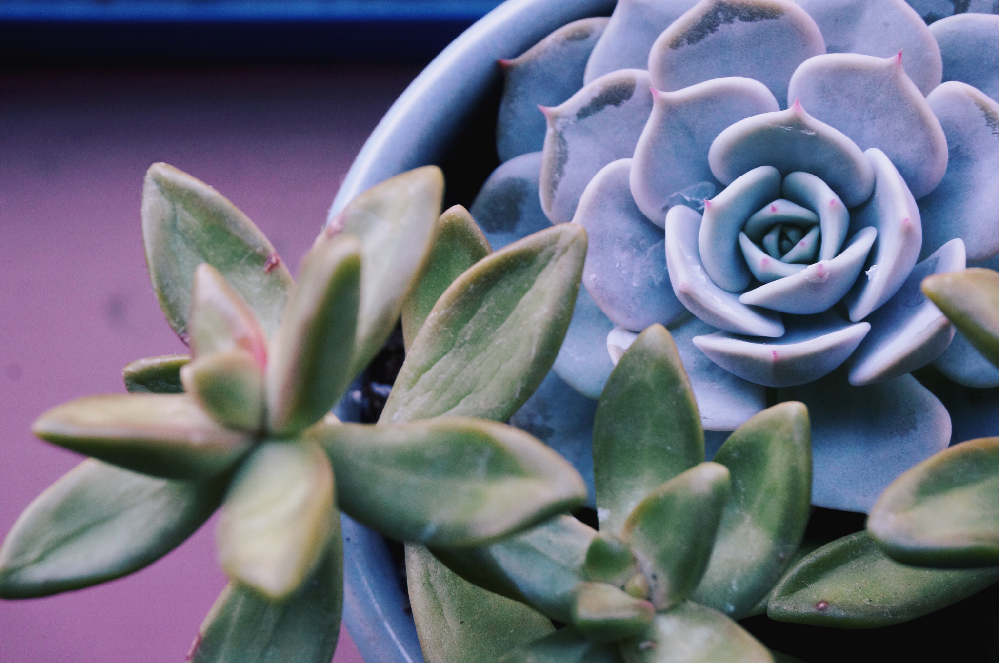 Sony Alpha NEX-6 + Sony E 18-50mm F4-5.6 sample photo. Succulent photography