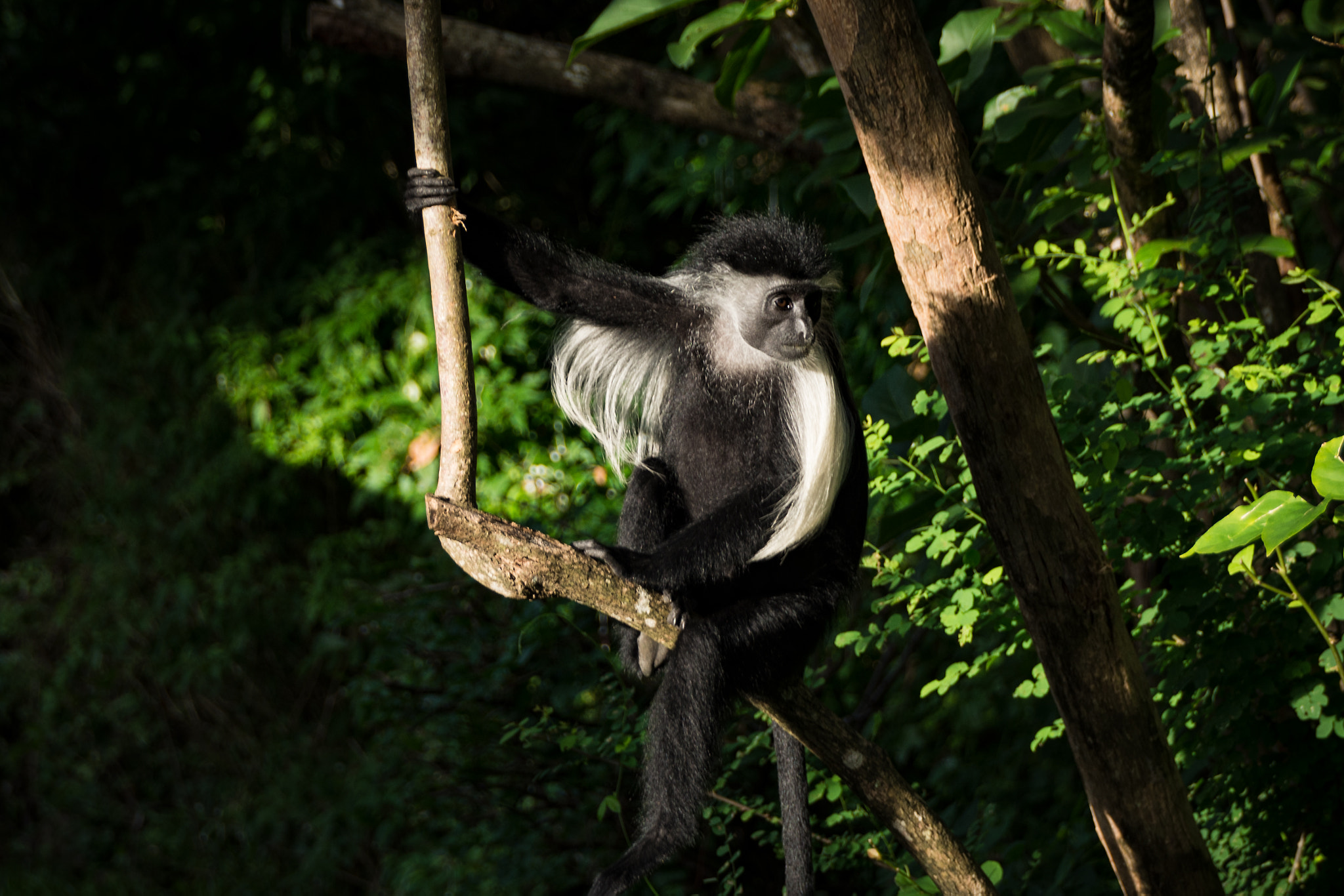 Sigma 18-250mm F3.5-6.3 DC Macro OS HSM sample photo. Angola colobus photography