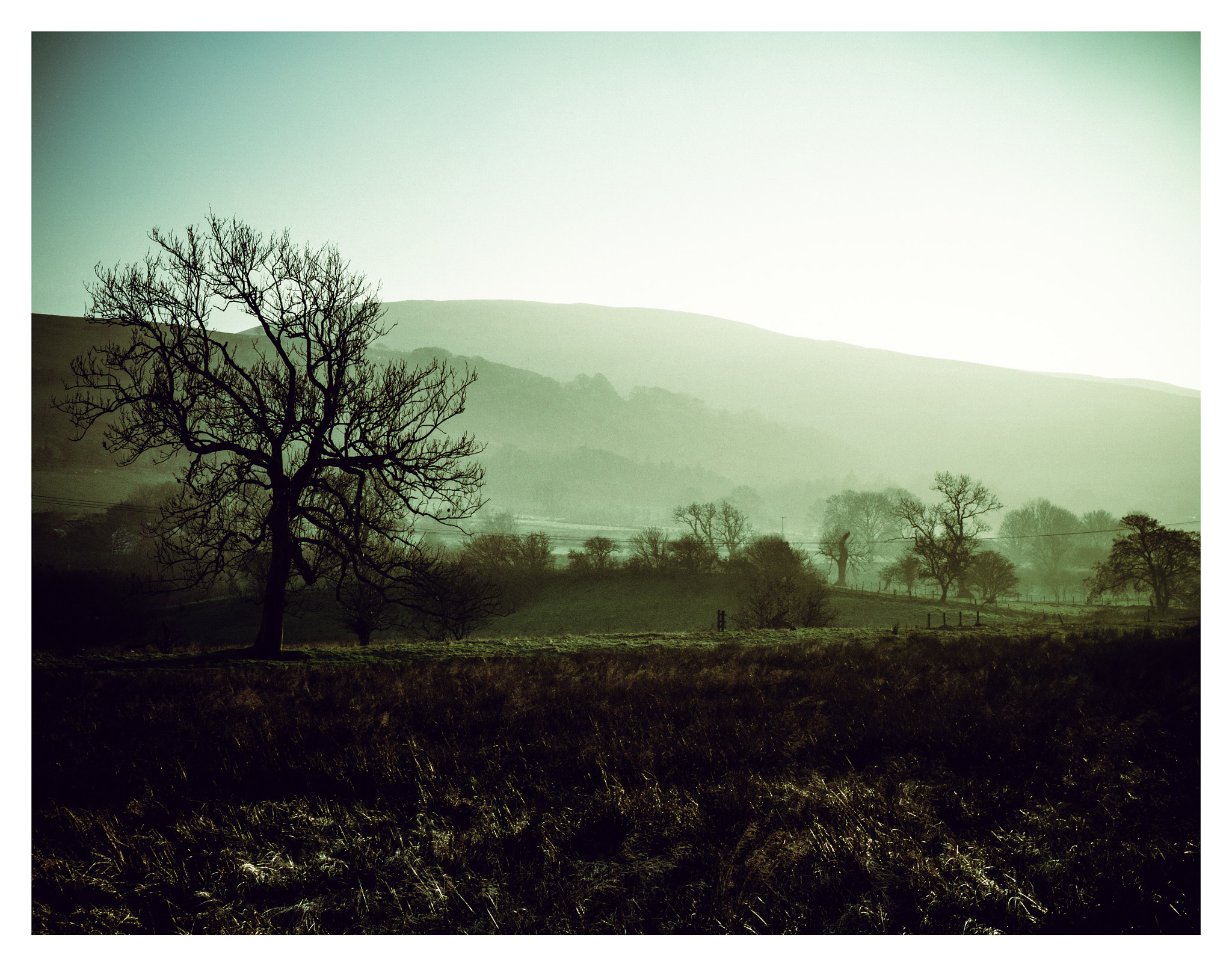 Panasonic Lumix DMC-GX7 sample photo. Trees and fog photography