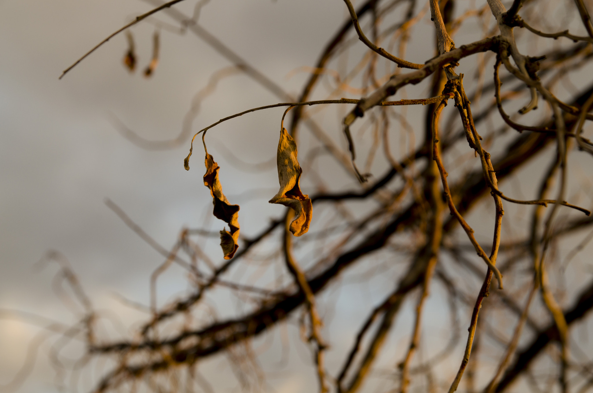 Sigma 17-70mm F2.8-4 DC Macro OS HSM sample photo. Two lonely leaves photography