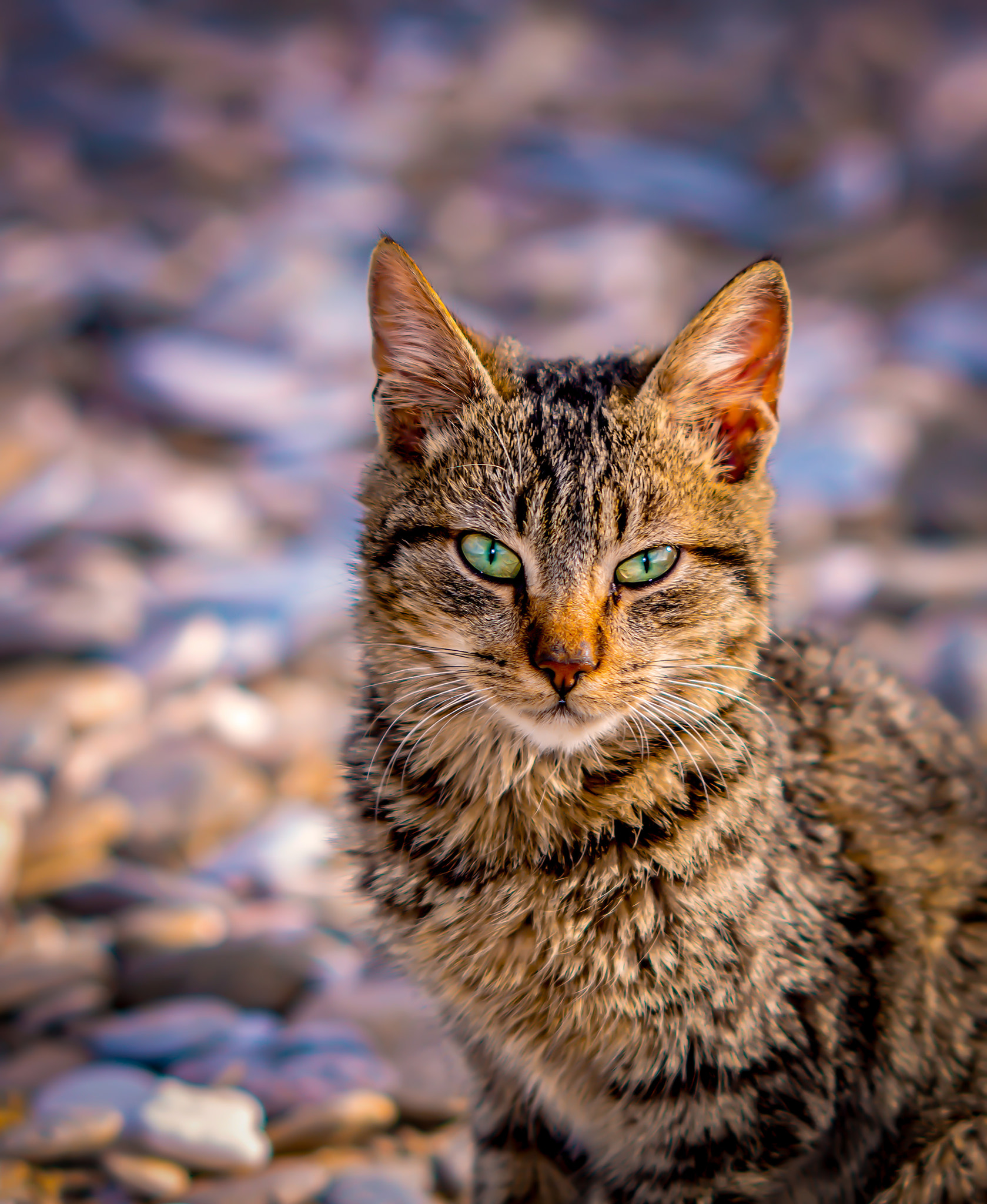 Nikon D800 + AF DC-Nikkor 135mm f/2D sample photo. Cats at the beach ii photography
