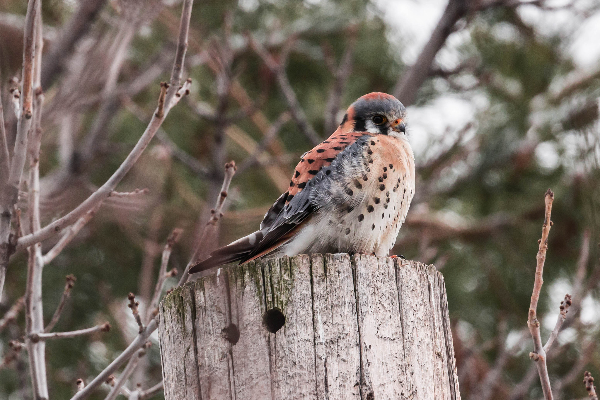 Canon EOS 600D (Rebel EOS T3i / EOS Kiss X5) sample photo. Male kestrel photography