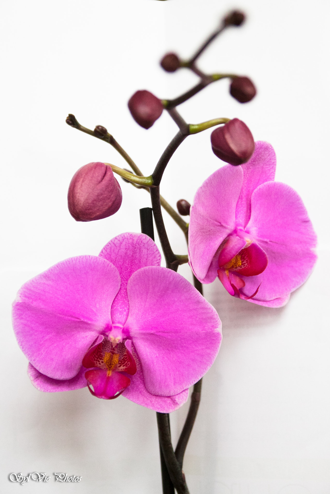 Canon EOS 50D sample photo. Sylvie photography