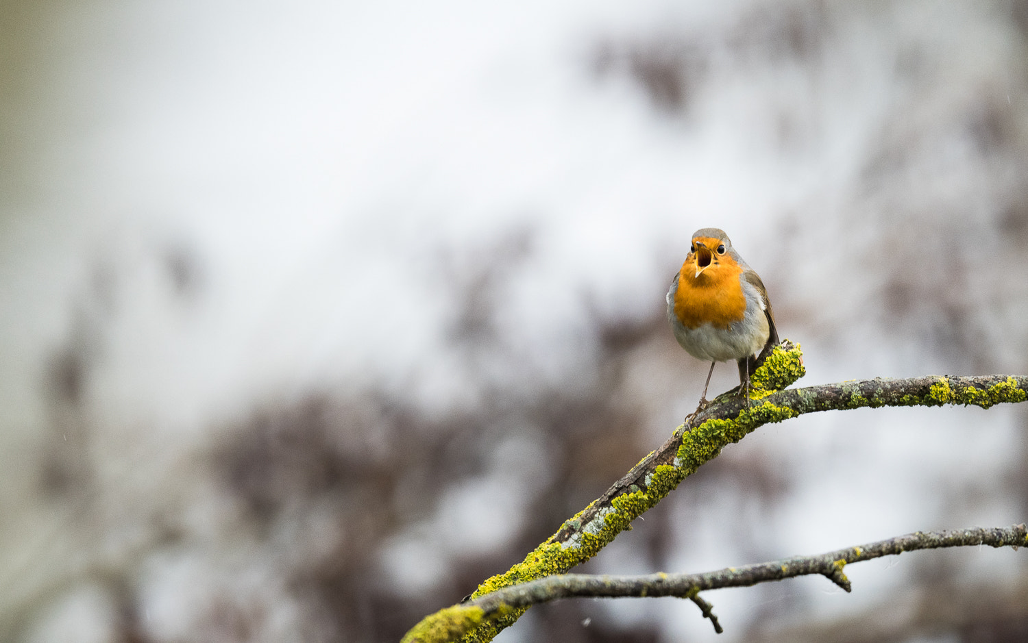 Nikon AF-S Nikkor 500mm F4E FL ED VR sample photo. Rouge gorge photography