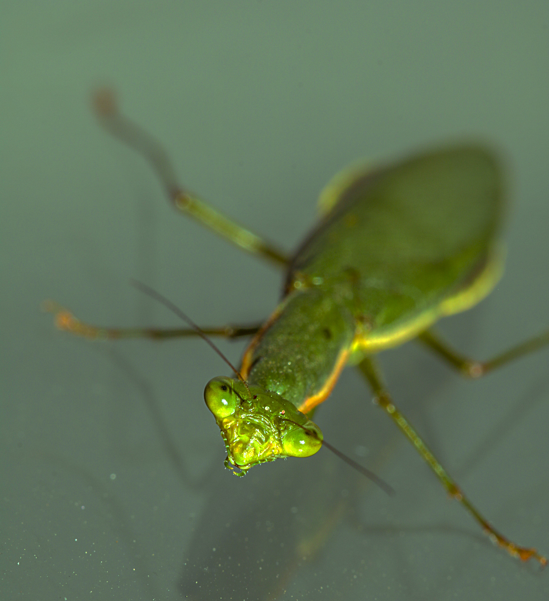 Canon EF 100mm F2.8L Macro IS USM sample photo