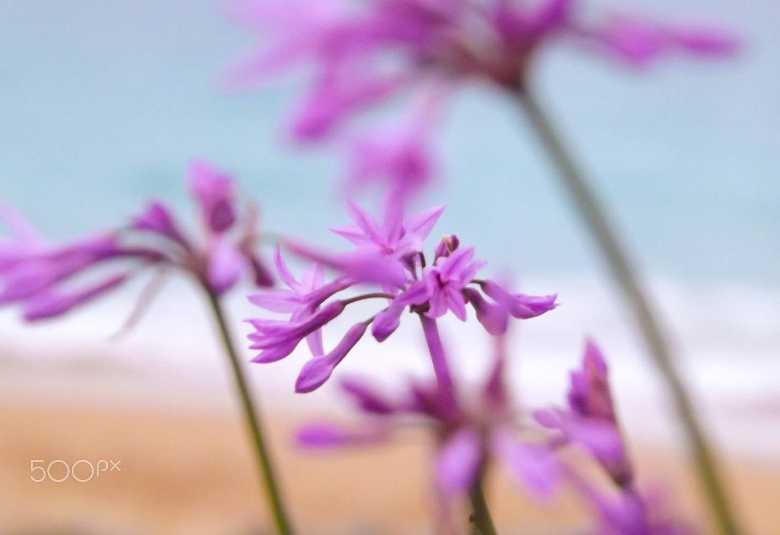 Fujifilm FinePix S4300 sample photo. Flores en la playa photography