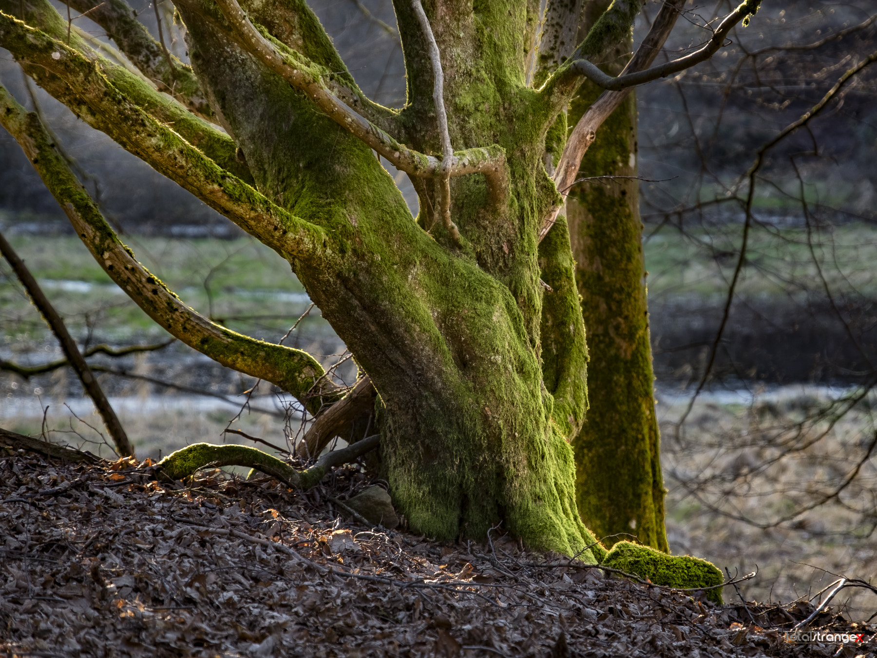 Fujifilm X-T10 + Fujifilm XF 18-135mm F3.5-5.6 R LM OIS WR sample photo. Hafenlohrtal iii photography