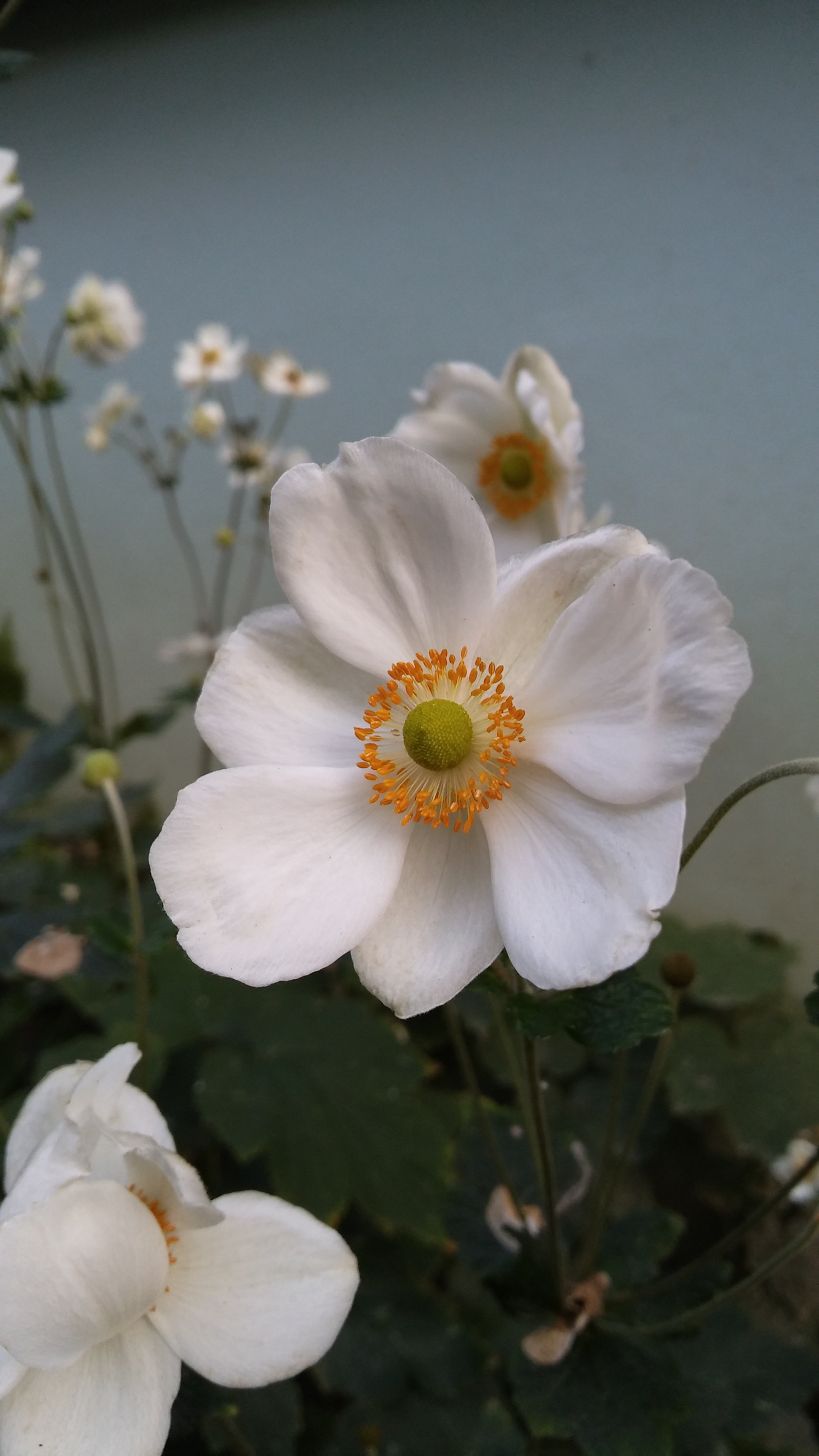 LG H650E sample photo. White flowers photography