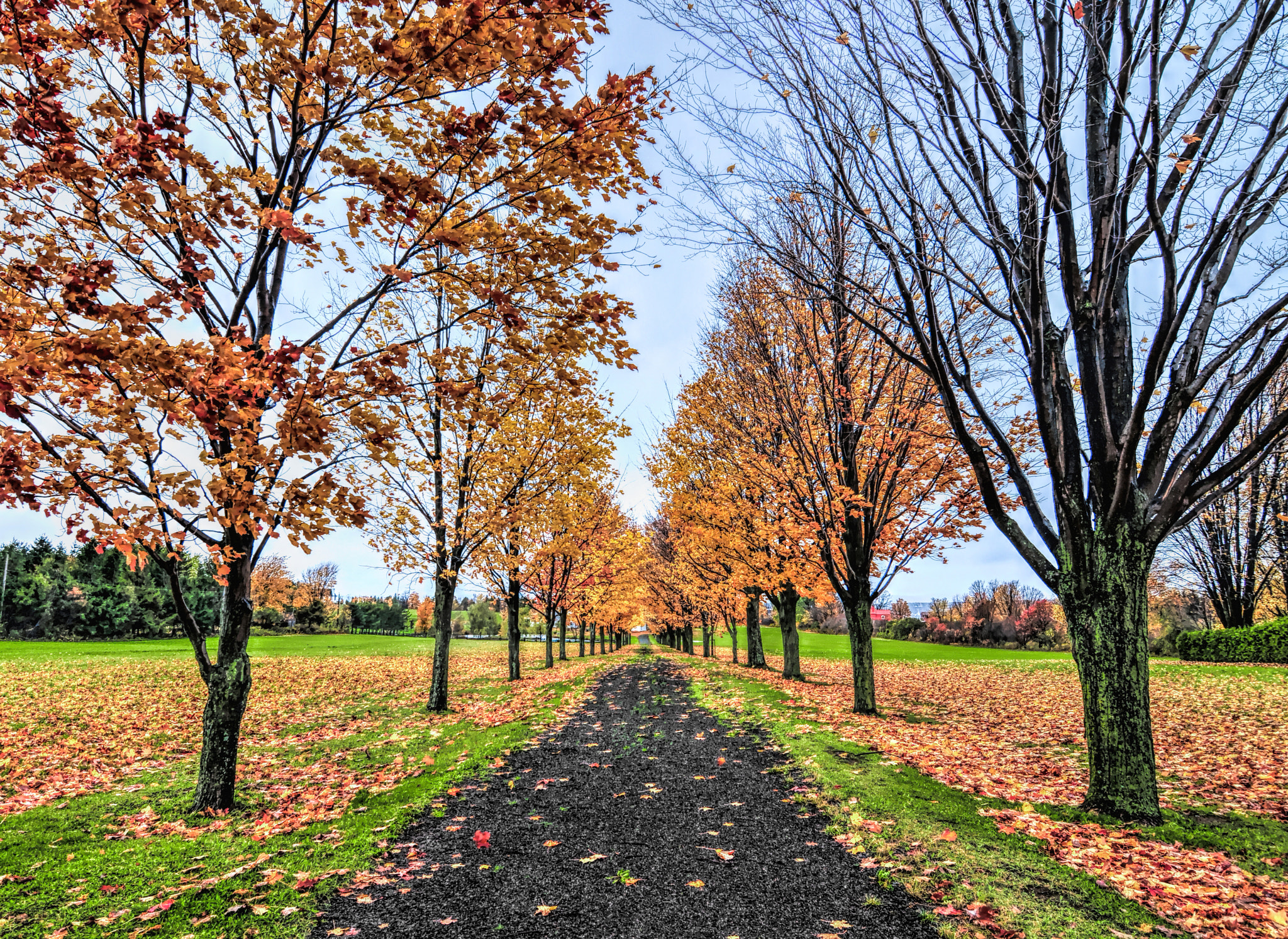 Nikon D300 sample photo. Avenue of trees photography