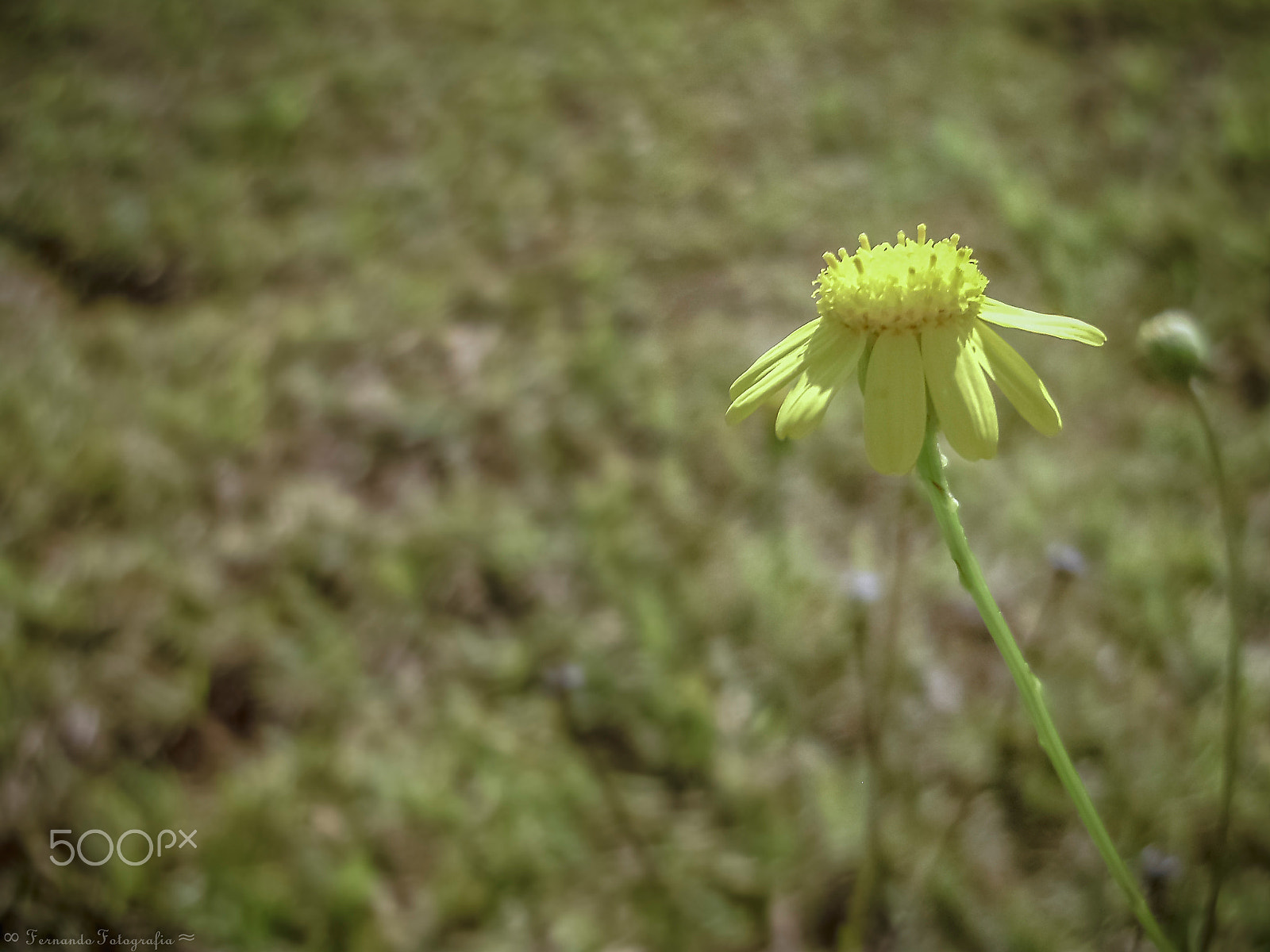Olympus FE310,X840,C530 sample photo. A simple and delicate yellow flower. photography