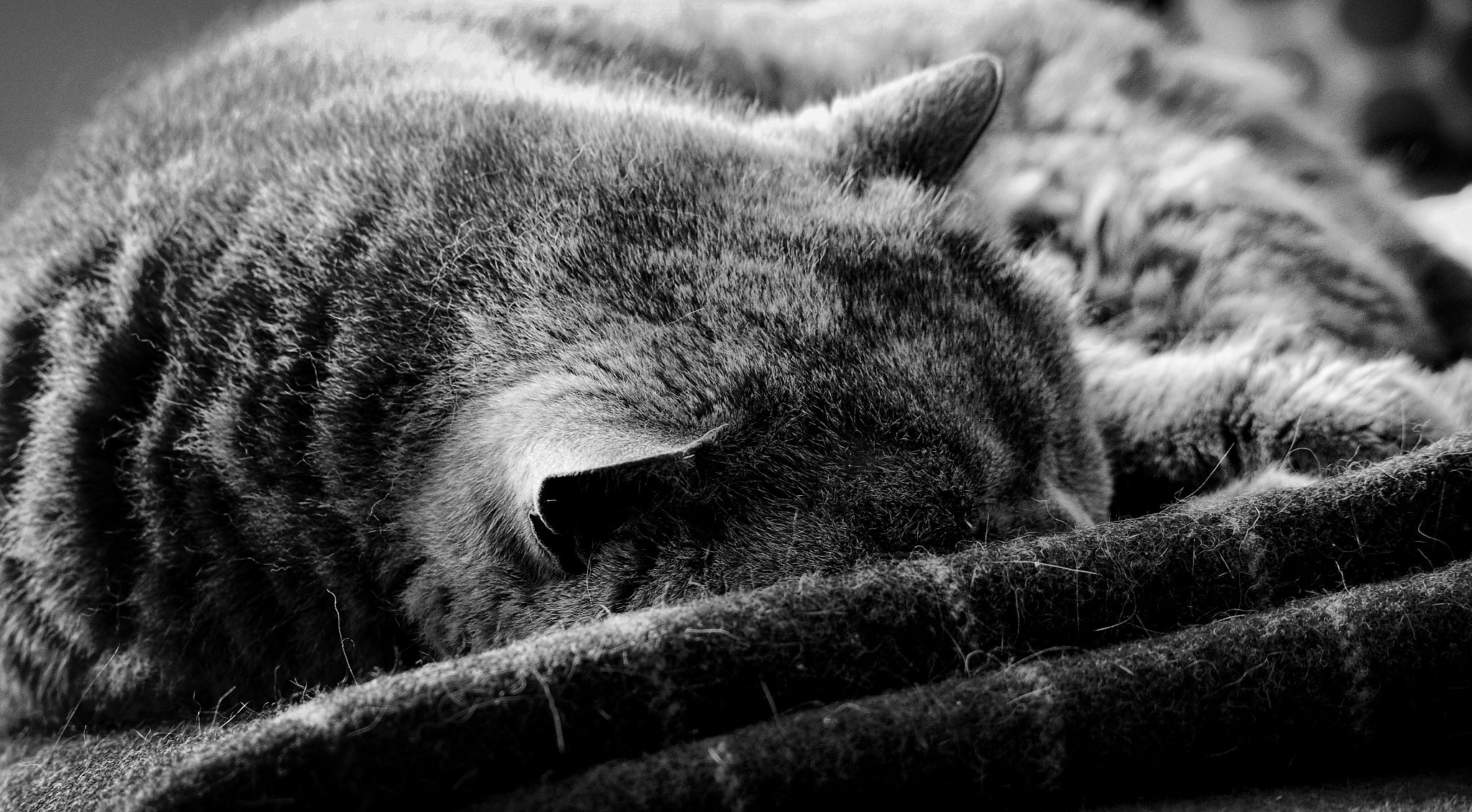 Olympus PEN-F sample photo. Wigo photography