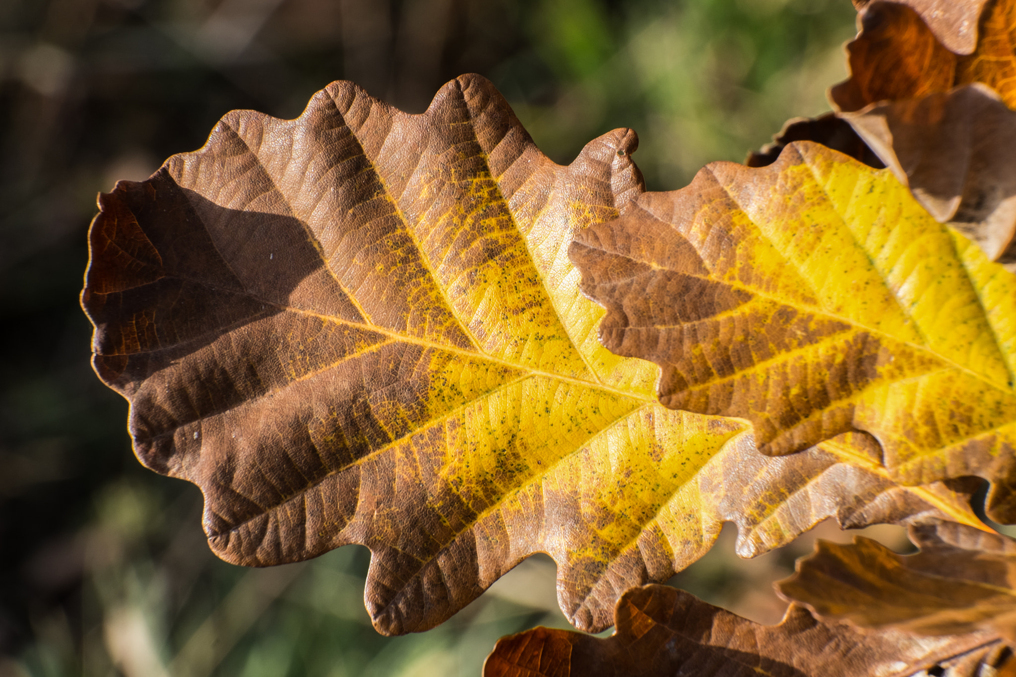 Fujifilm X-E1 + Fujifilm XC 50-230mm F4.5-6.7 OIS sample photo. Autumn 2 photography