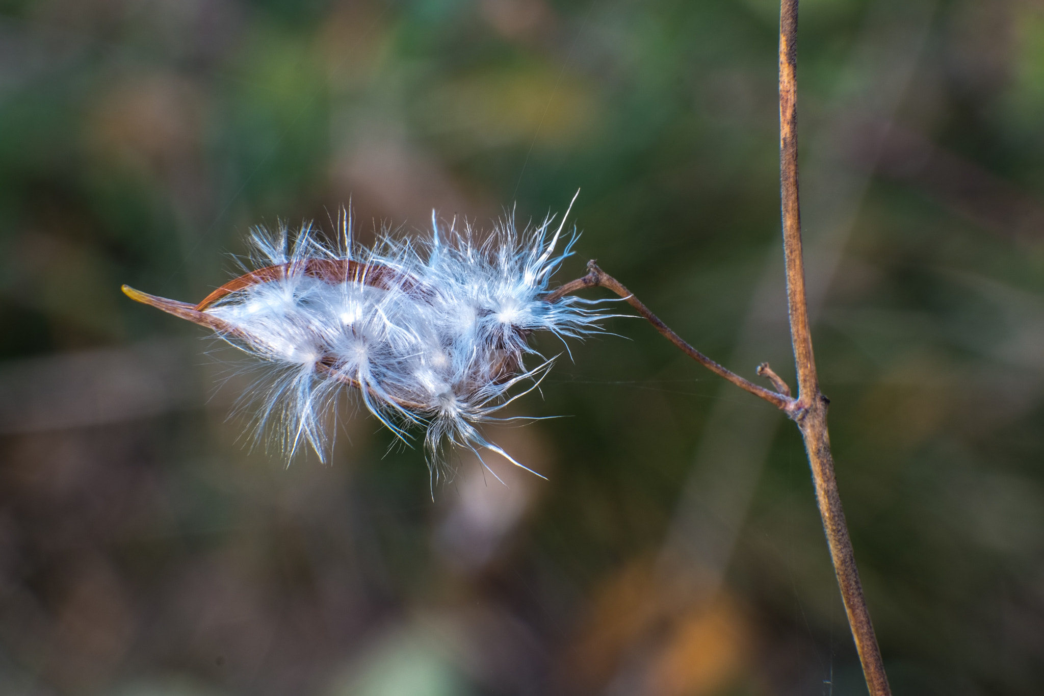 Fujifilm X-E1 + Fujifilm XC 50-230mm F4.5-6.7 OIS sample photo. Autumn 1 photography