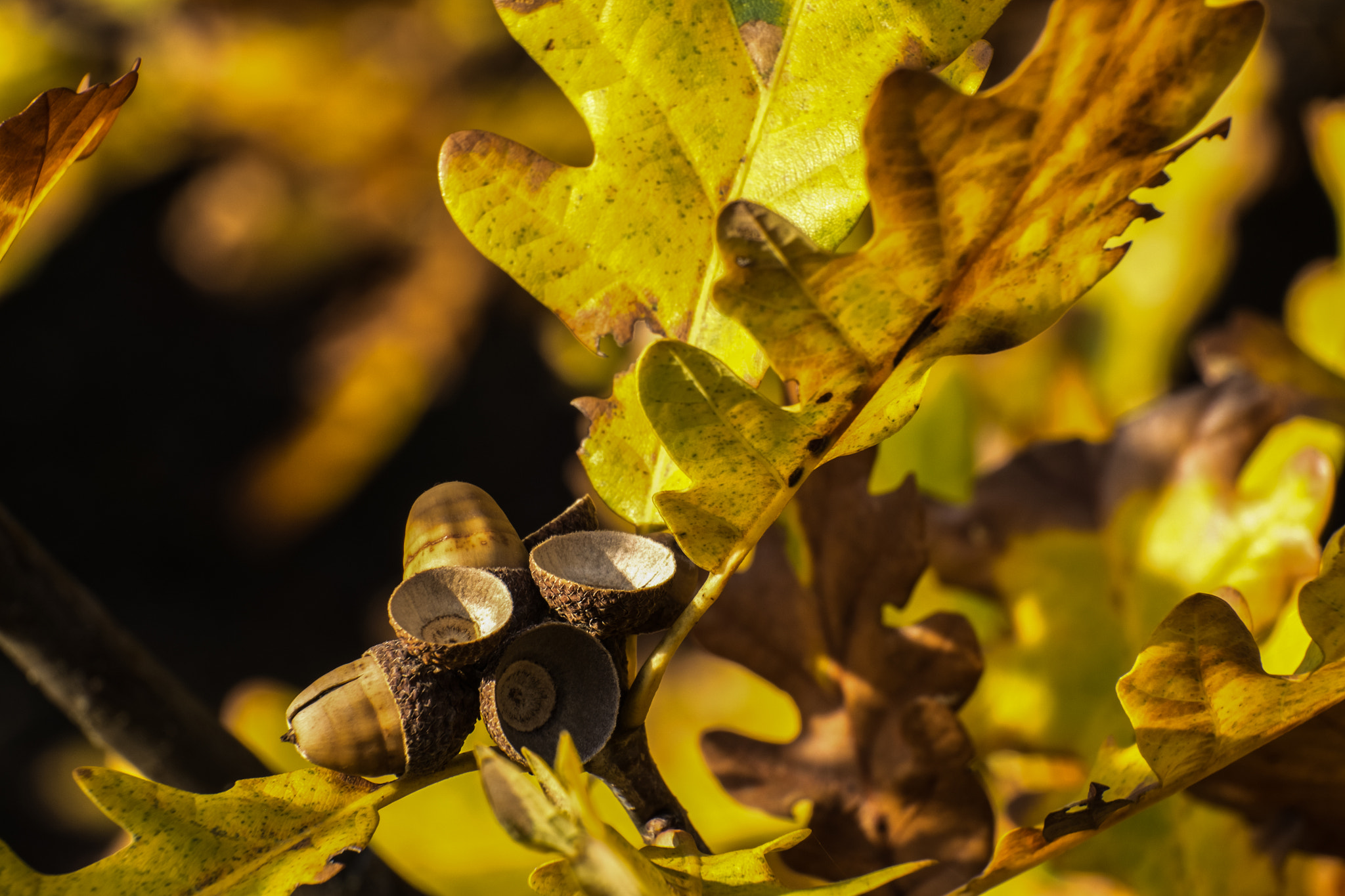 Fujifilm X-E1 + Fujifilm XC 50-230mm F4.5-6.7 OIS sample photo. Autumn 3 photography