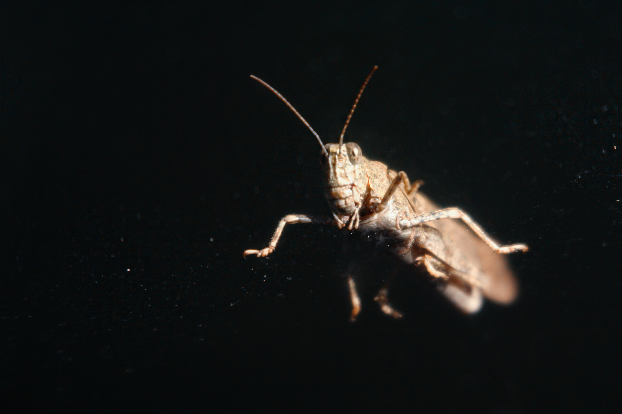 Canon EOS 7D + Sigma 50-500mm F4.5-6.3 DG OS HSM sample photo. Grasshopper on a dusty windshield photography