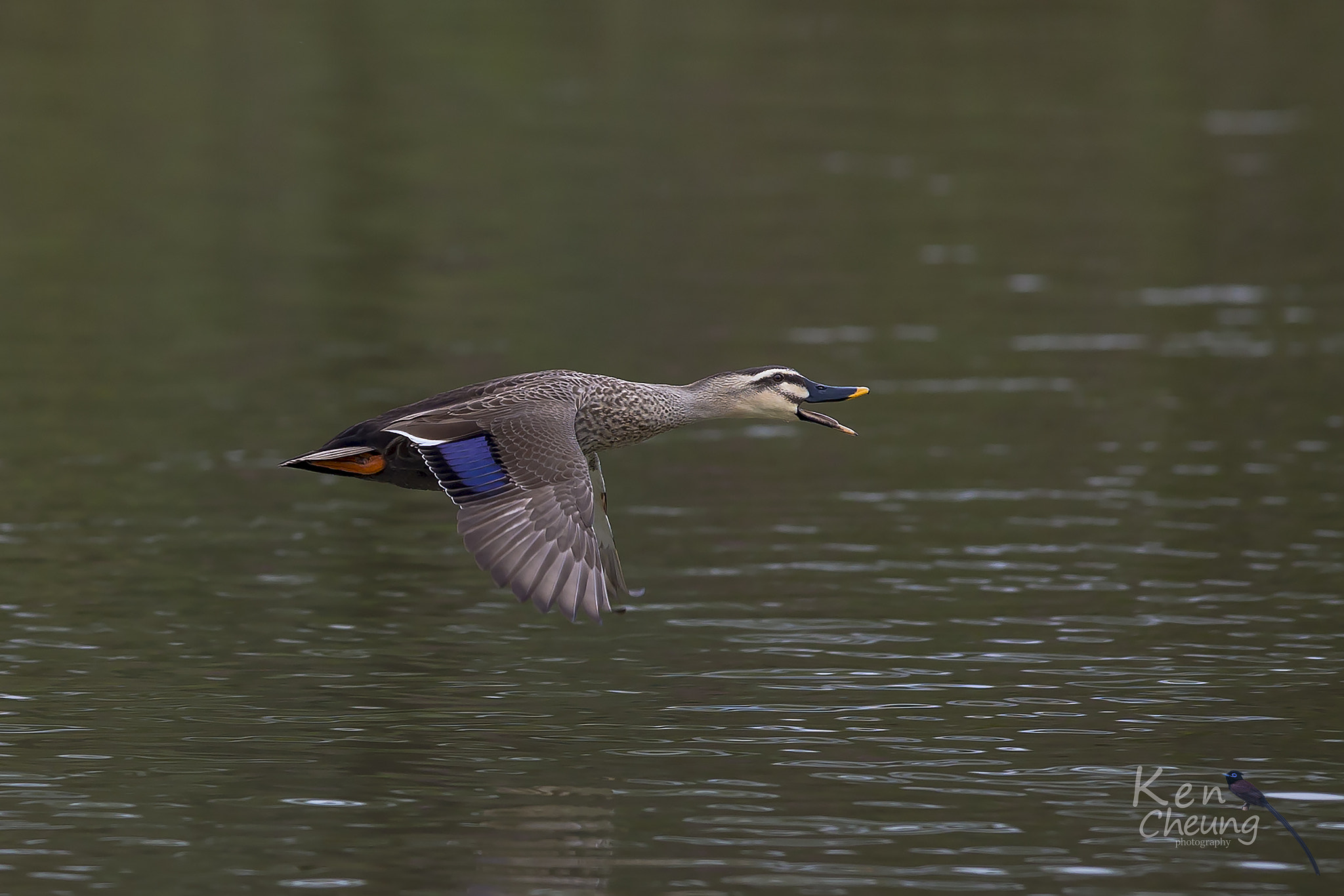 Canon EF 300mm F2.8L IS USM sample photo. Anas poecilorhyncha photography