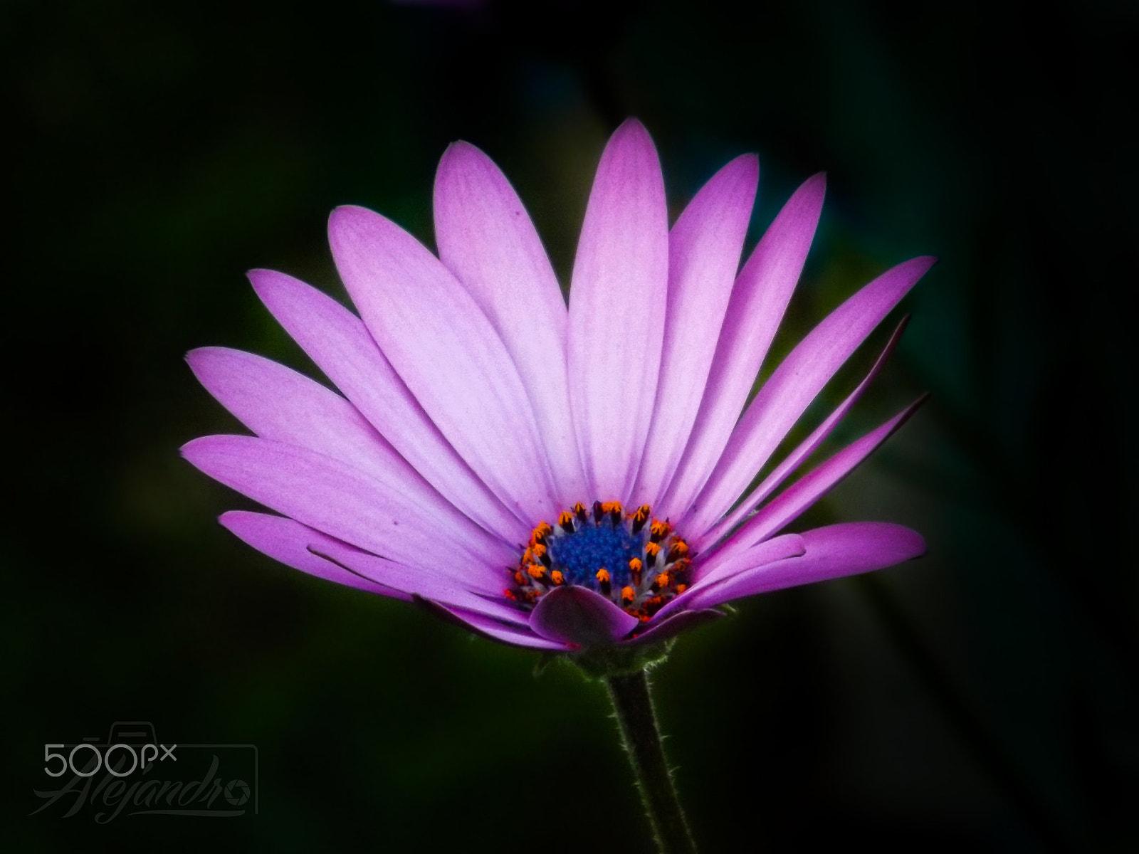 Fujifilm FinePix S4300 sample photo. Magenta flower photography
