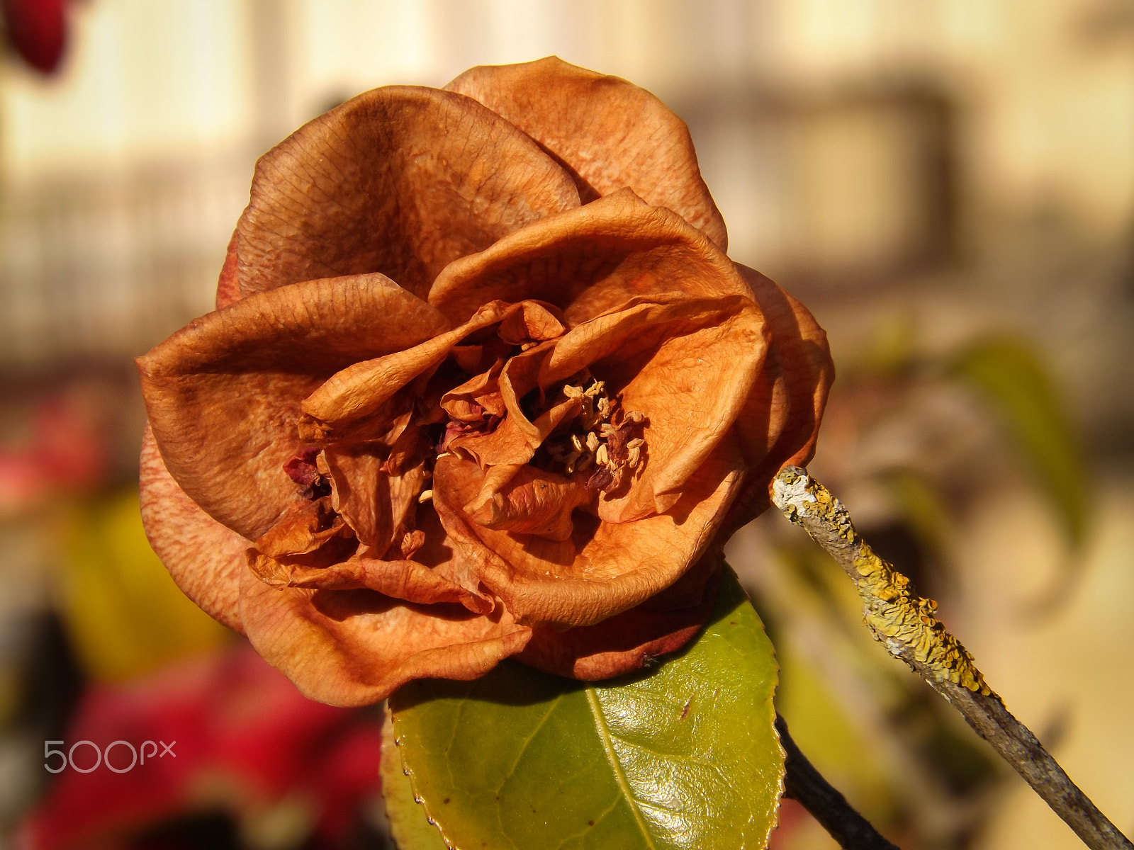 Fujifilm FinePix S4300 sample photo. Flower in autumn photography