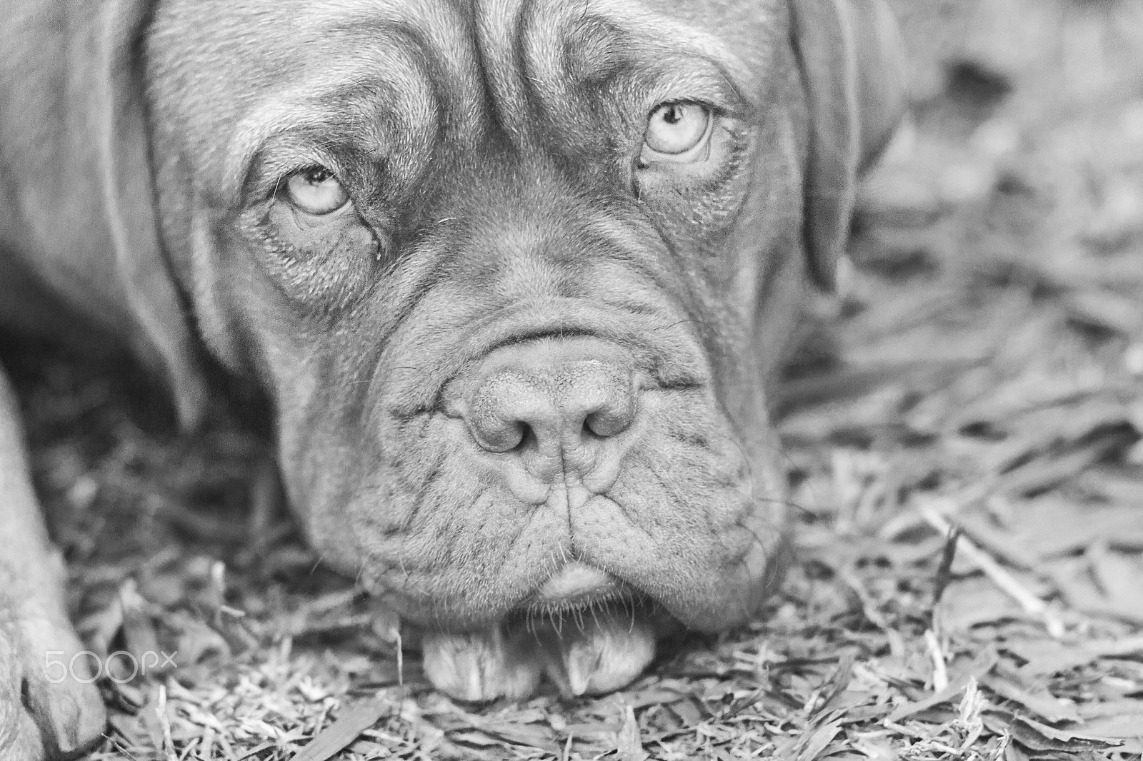 Canon EF 85mm F1.8 USM sample photo. Dog portrait photography