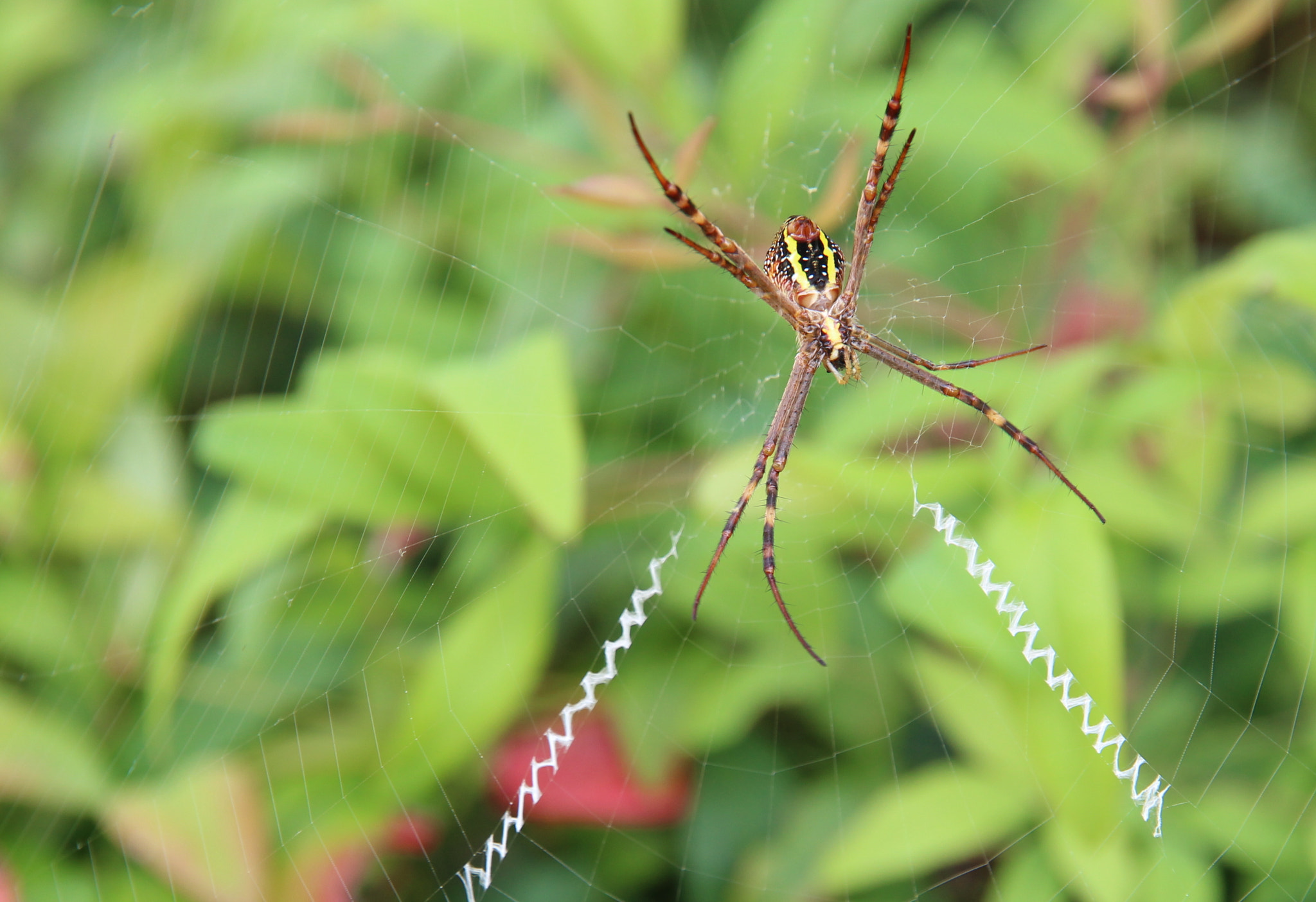 Canon EOS 600D (Rebel EOS T3i / EOS Kiss X5) sample photo. Spider in the garden photography