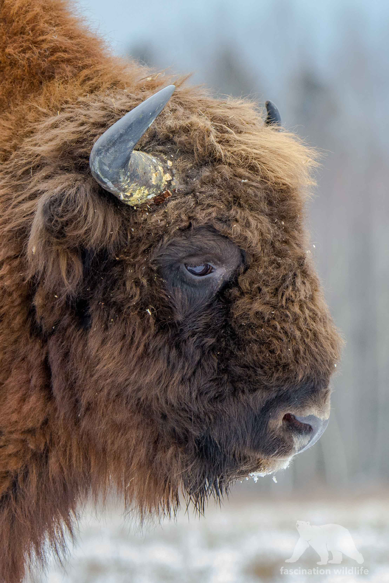 Nikon D600 sample photo. Bison portrait photography