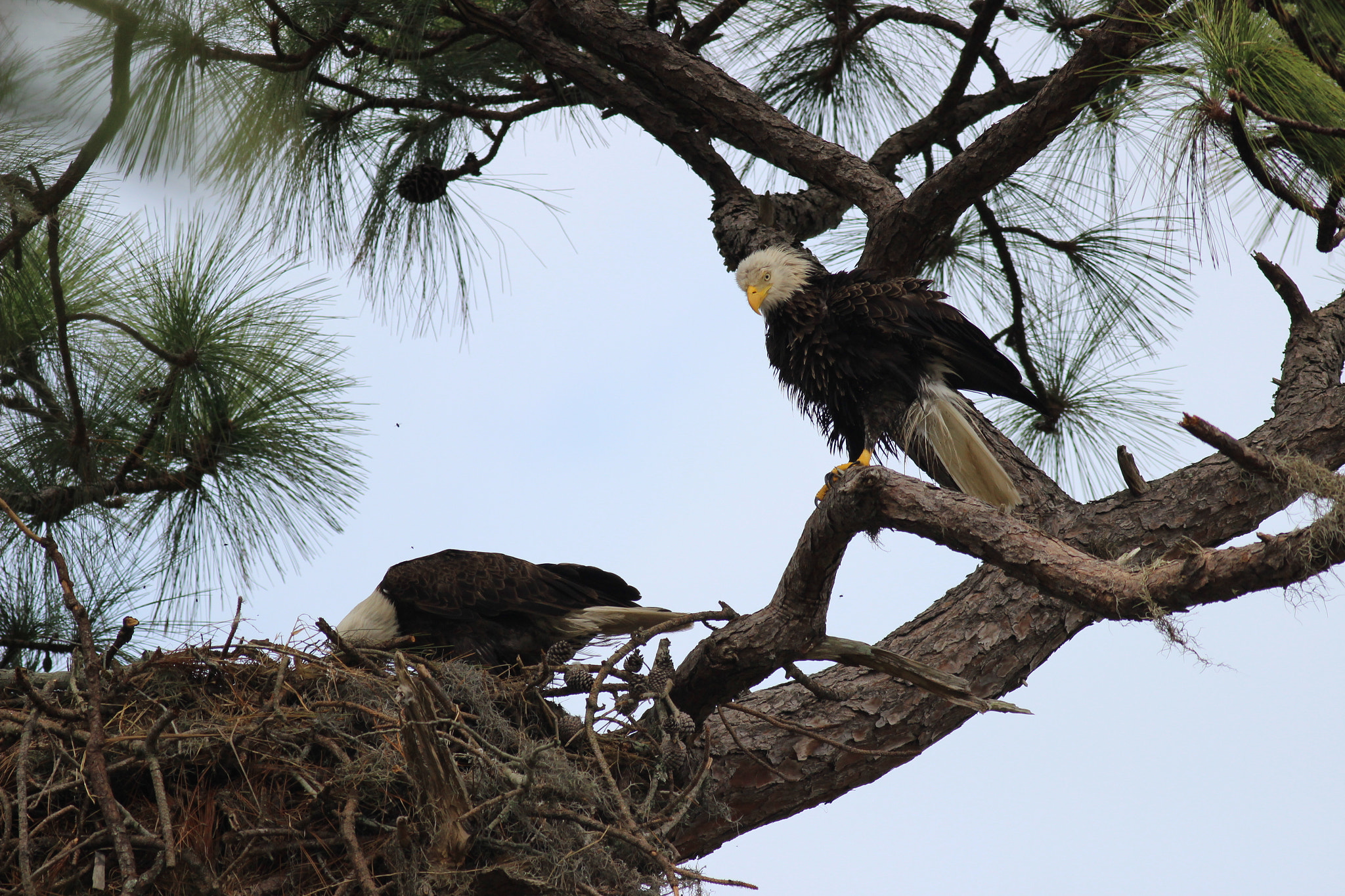 Canon EOS 600D (Rebel EOS T3i / EOS Kiss X5) + Canon EF 400mm F5.6L USM sample photo. Wet eagle photography